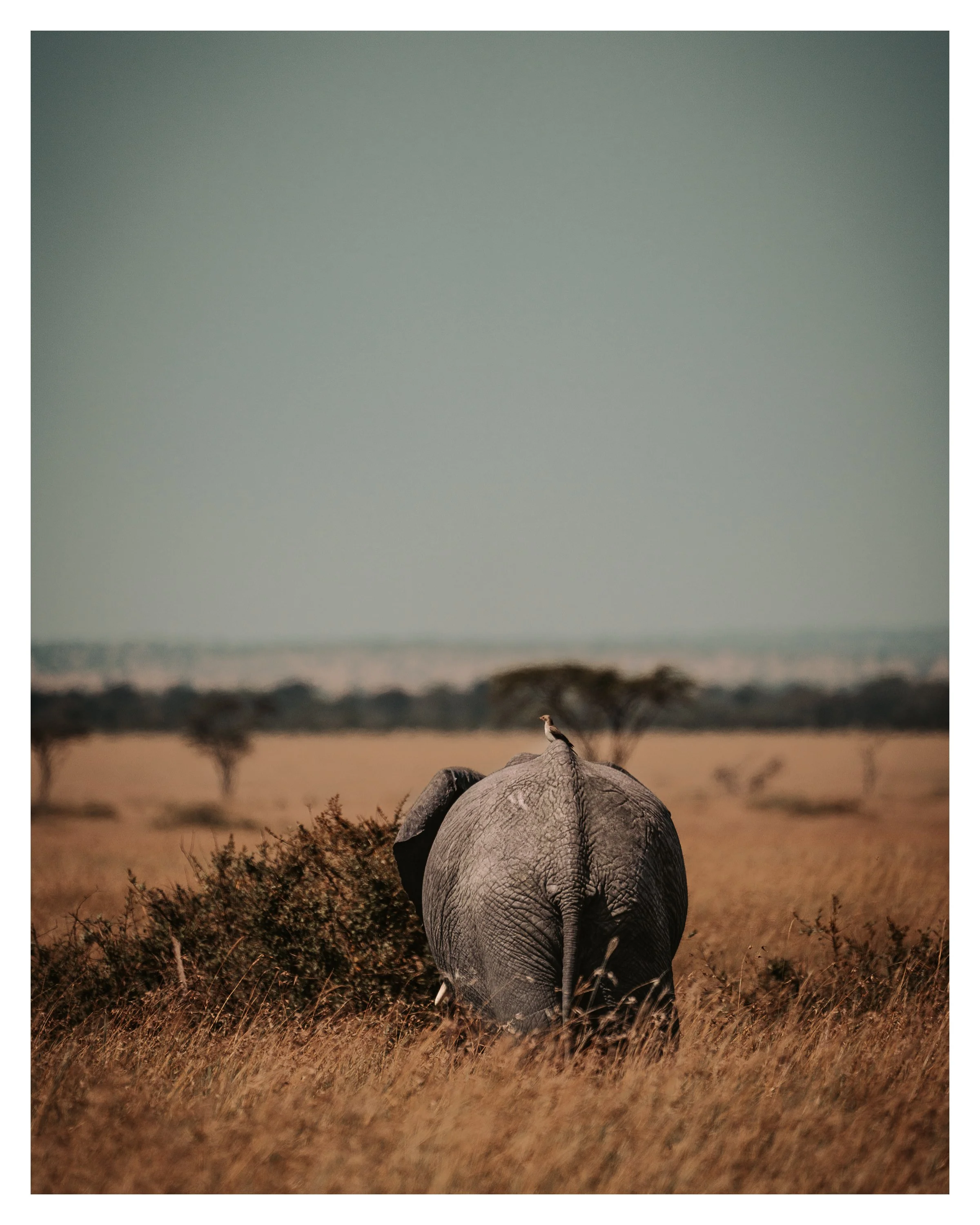 elephant w bird w border 1.jpg