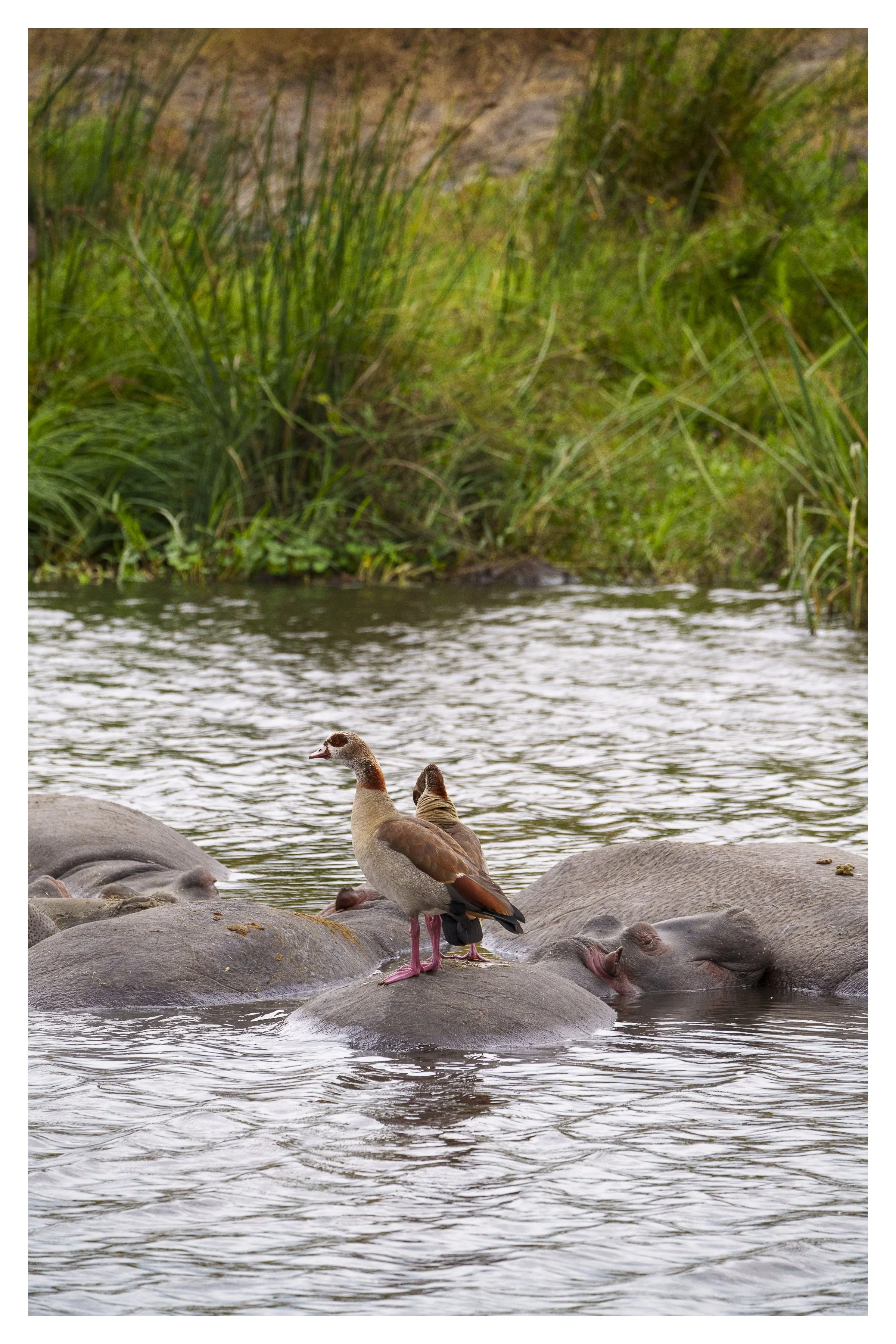 african geese on hippoes w border.jpg