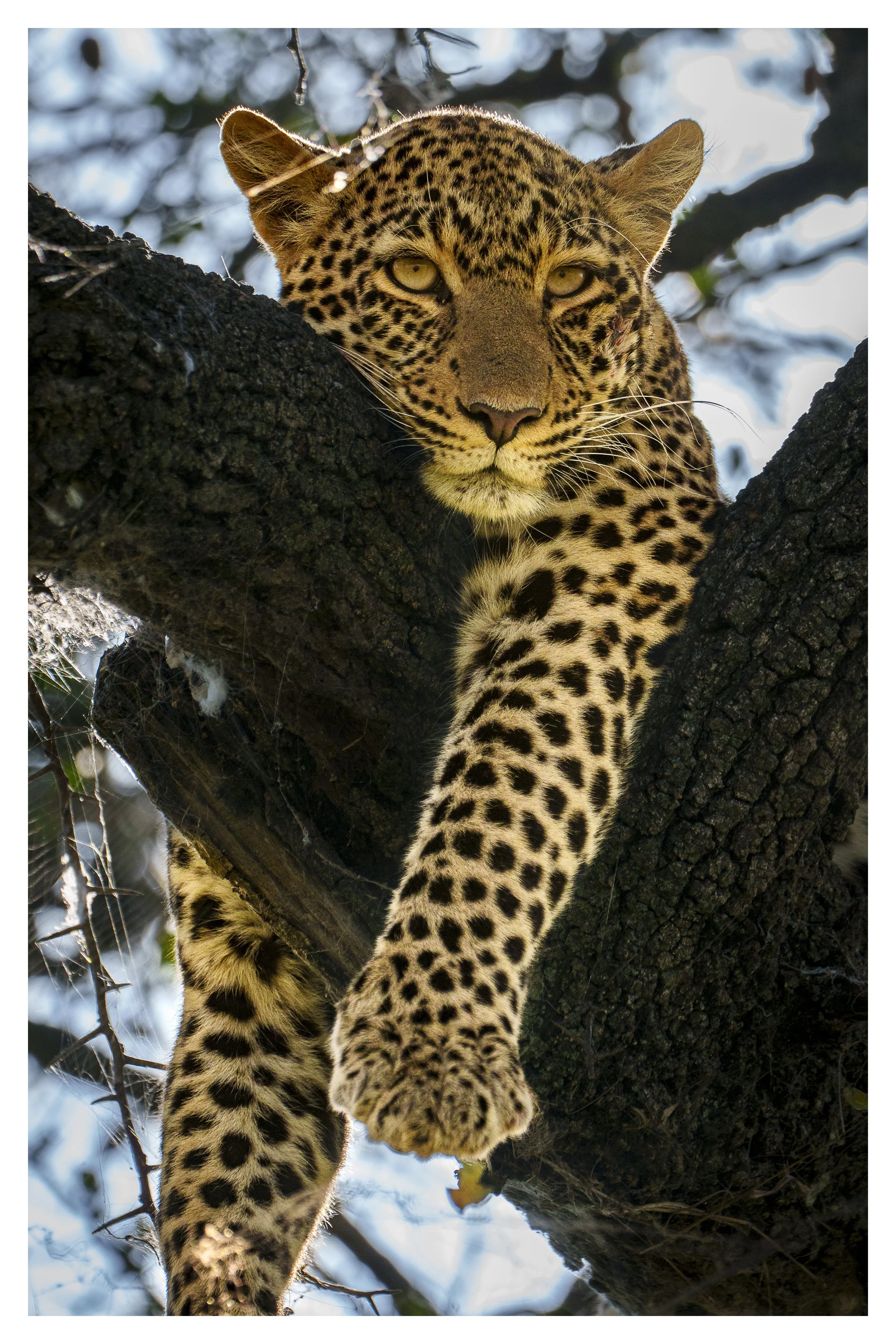 leopard in tree 3 w border.jpg