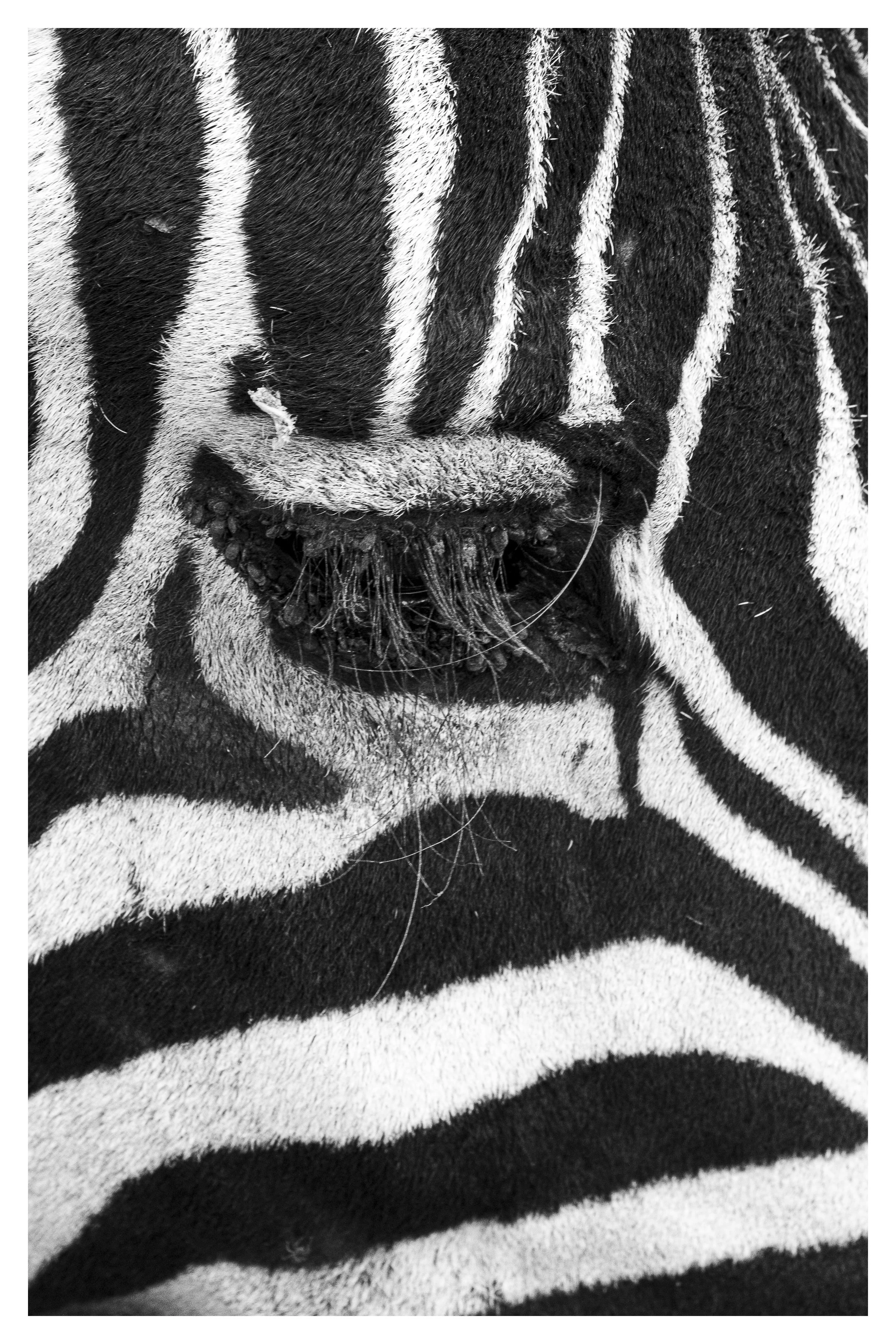 zebra eye 1 w border.jpg