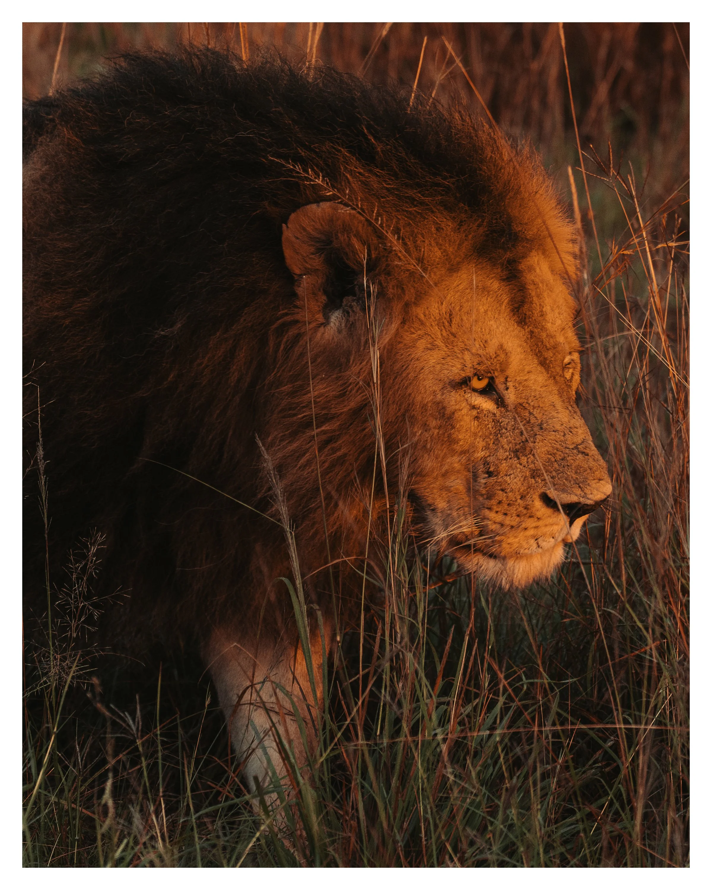 african lion 6 w border.jpg