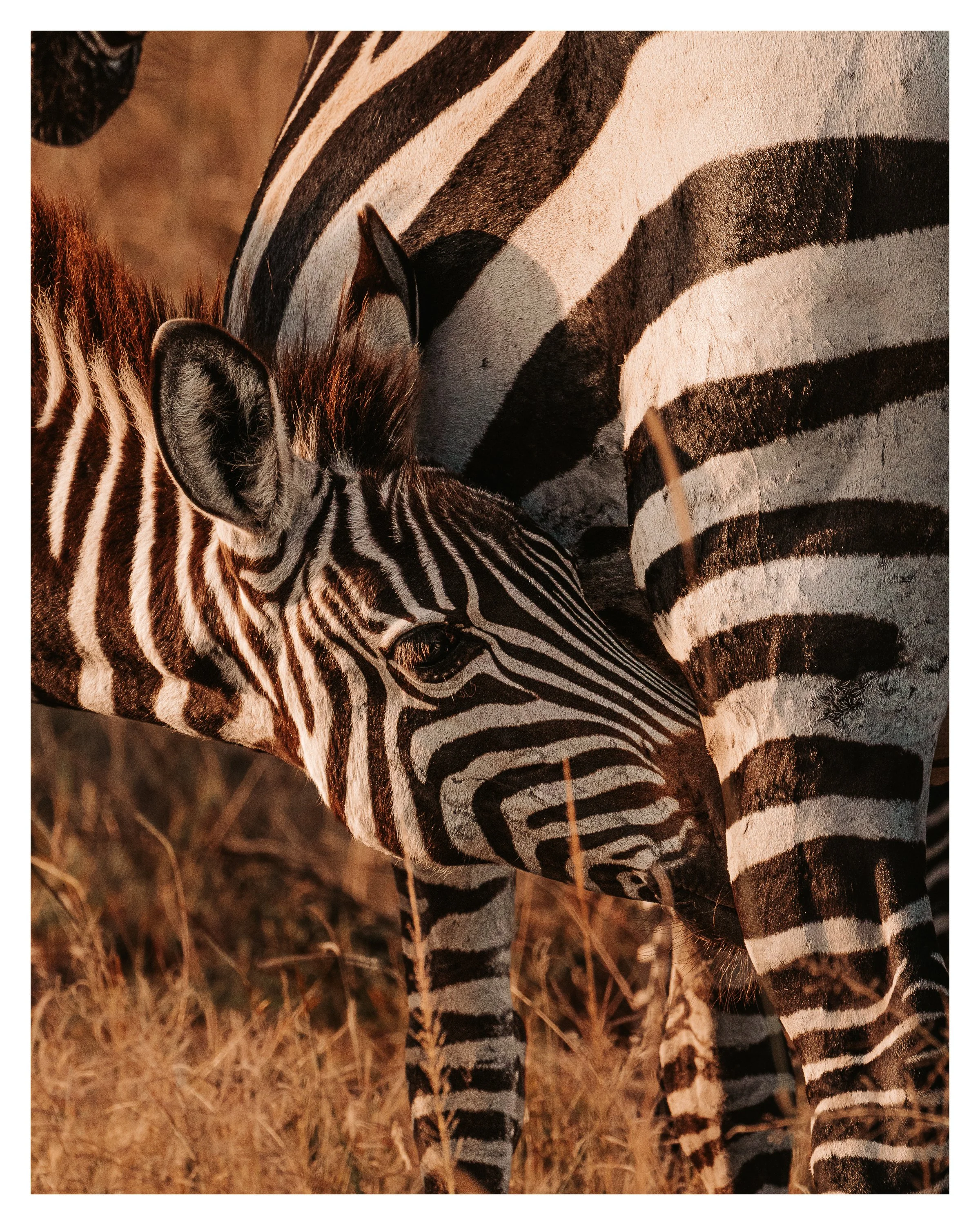 baby zebra milking 1 w border.jpg