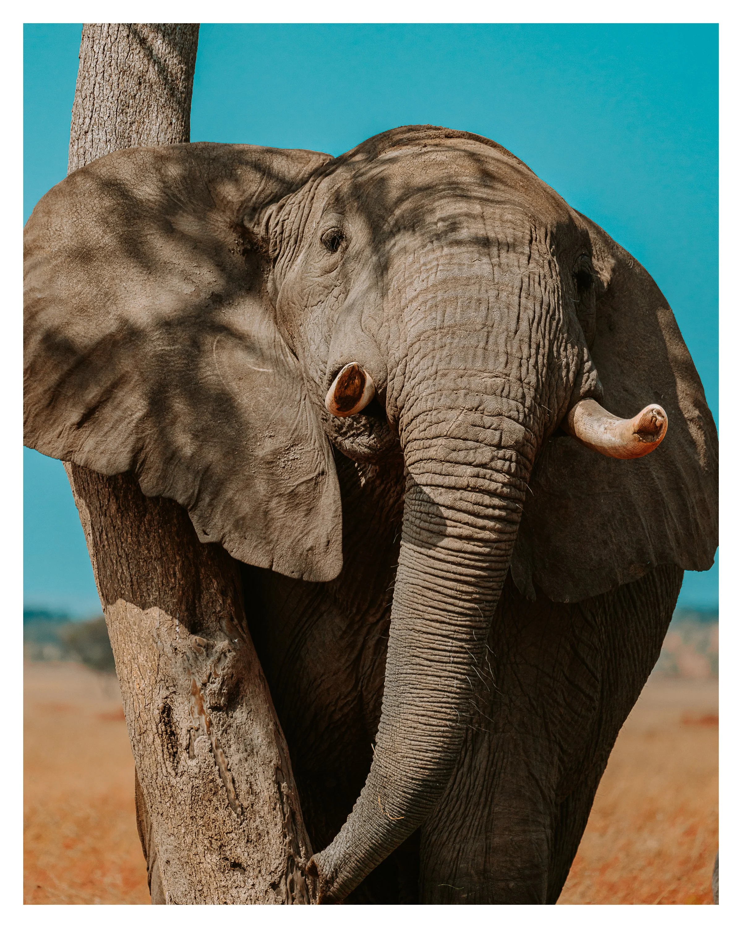 elephant w tree w border.jpg
