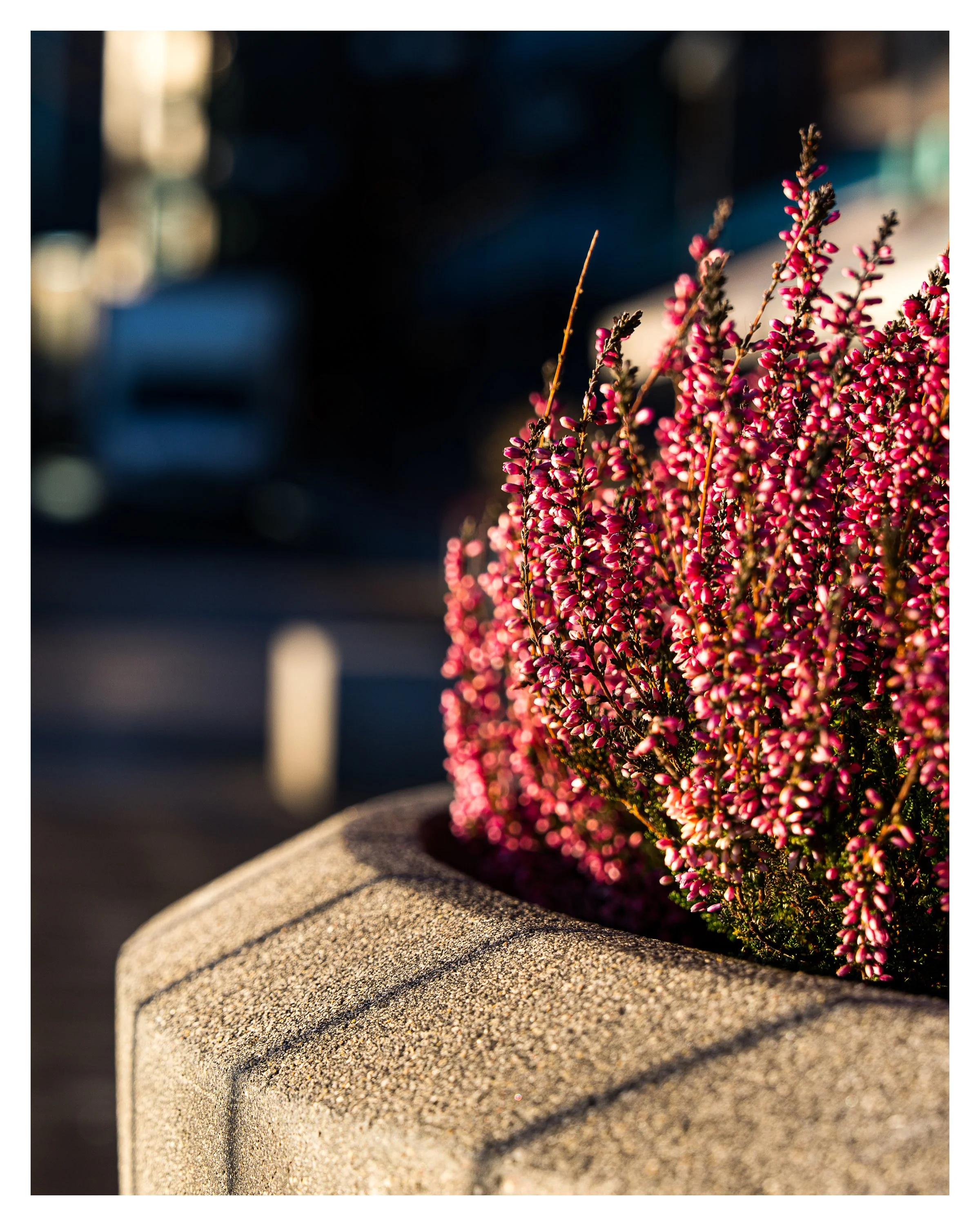 oslo red bush 2 w border .jpg