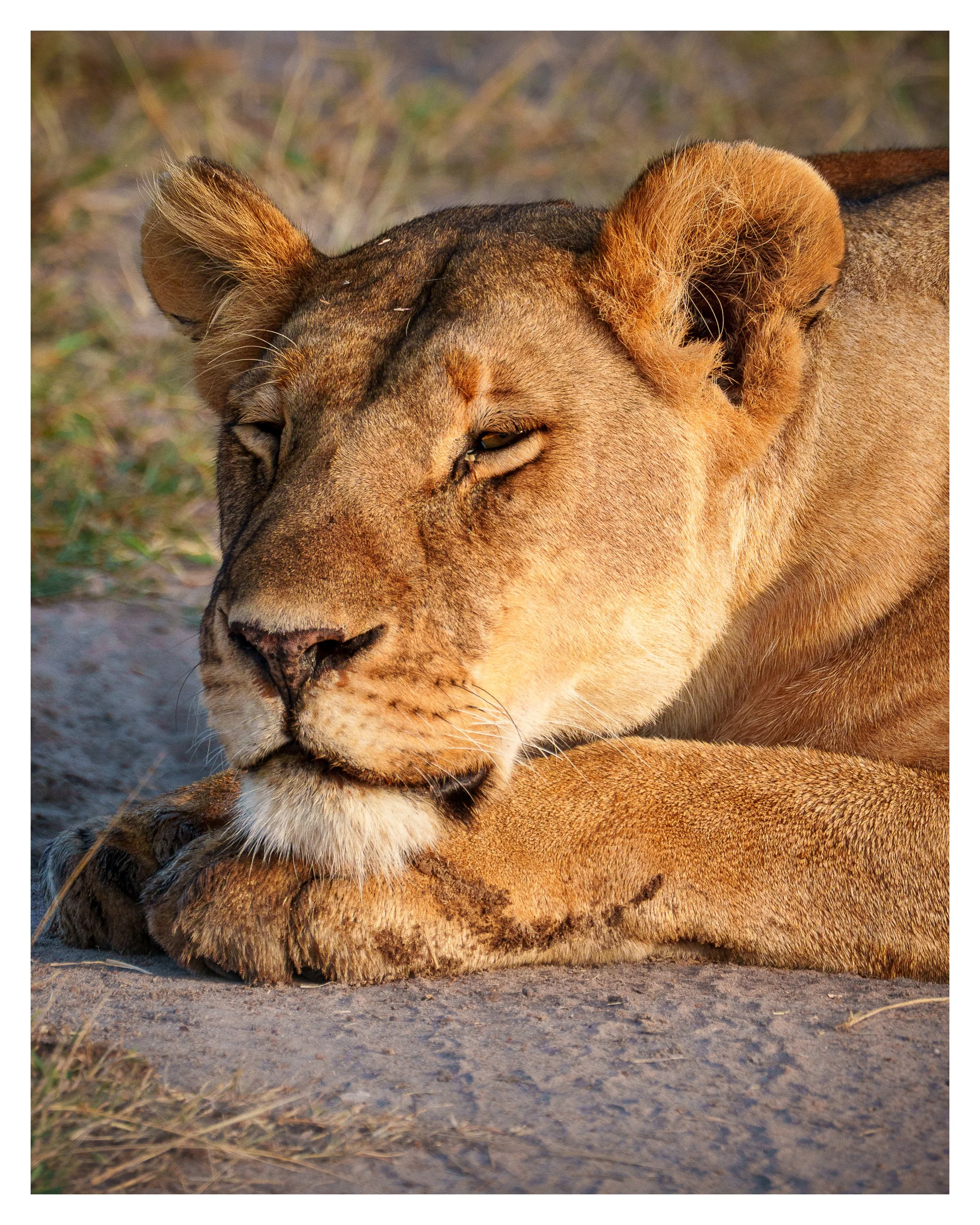 african lioness 4 w border.jpg