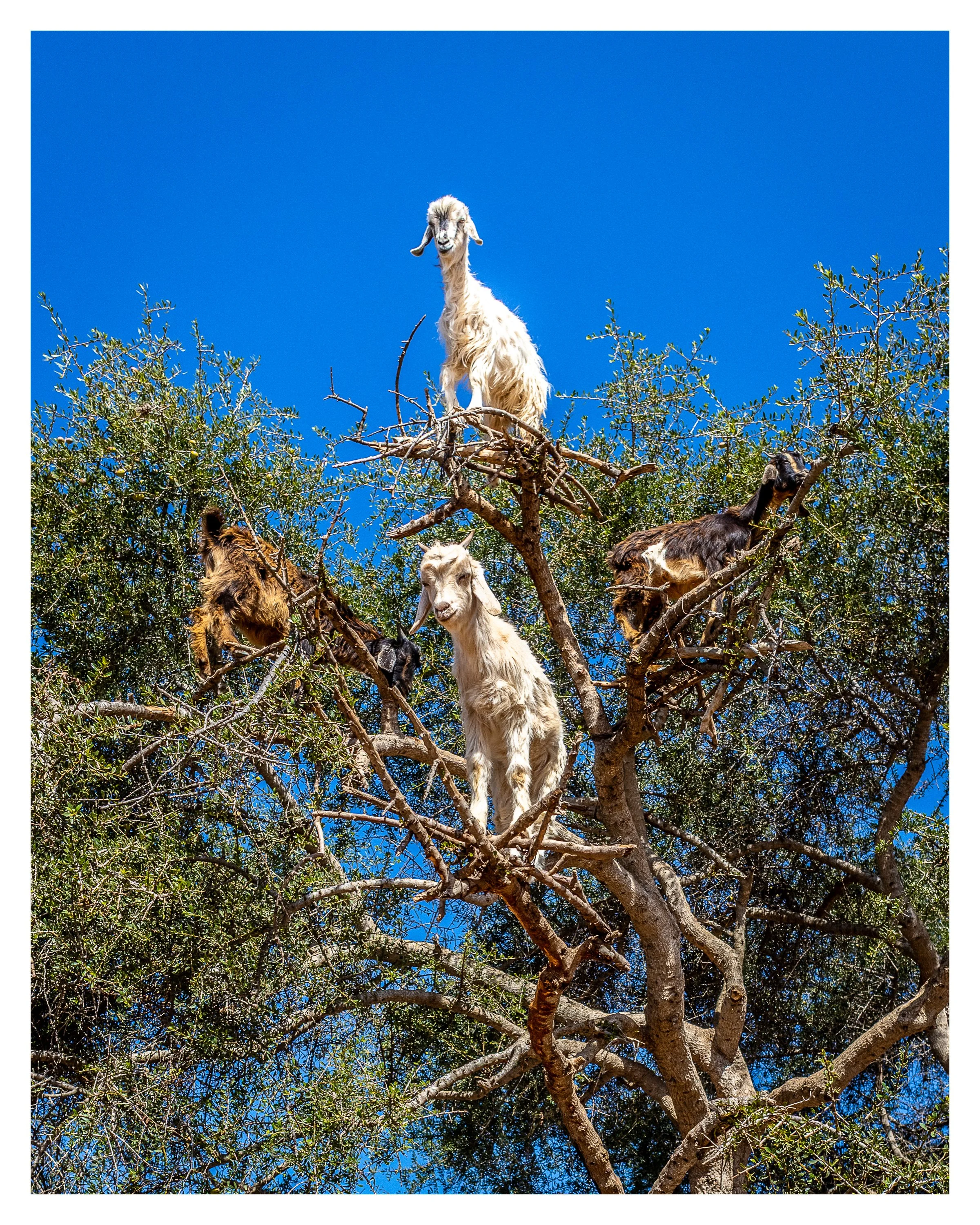 goats in trees 1 w border.jpg