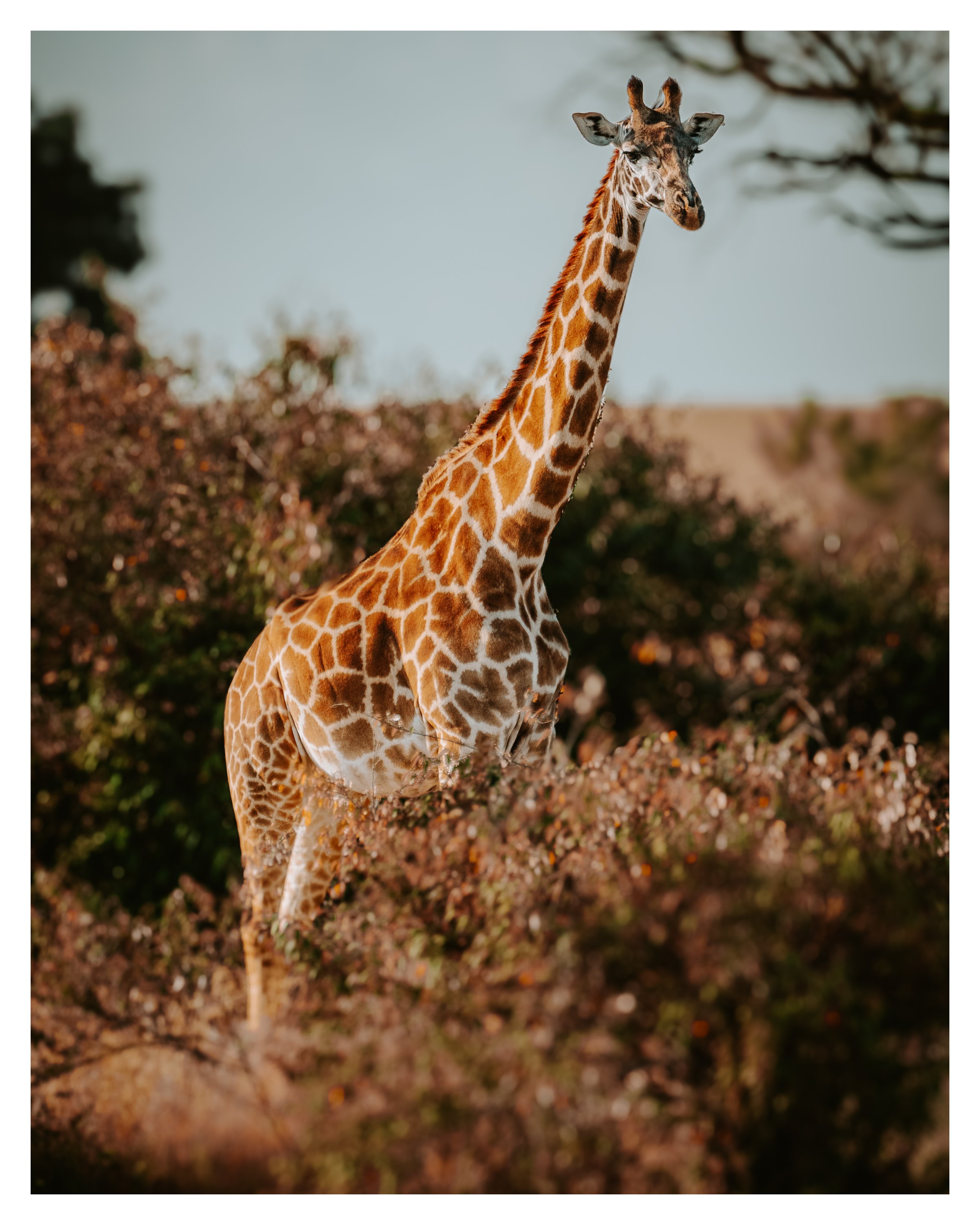 giraffe 1 w border.jpg