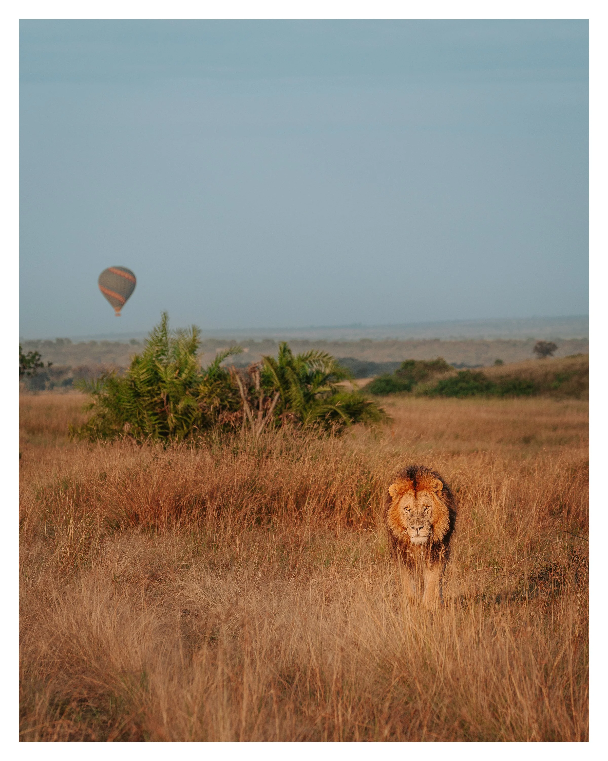 lion w balloon 2 w border.jpg