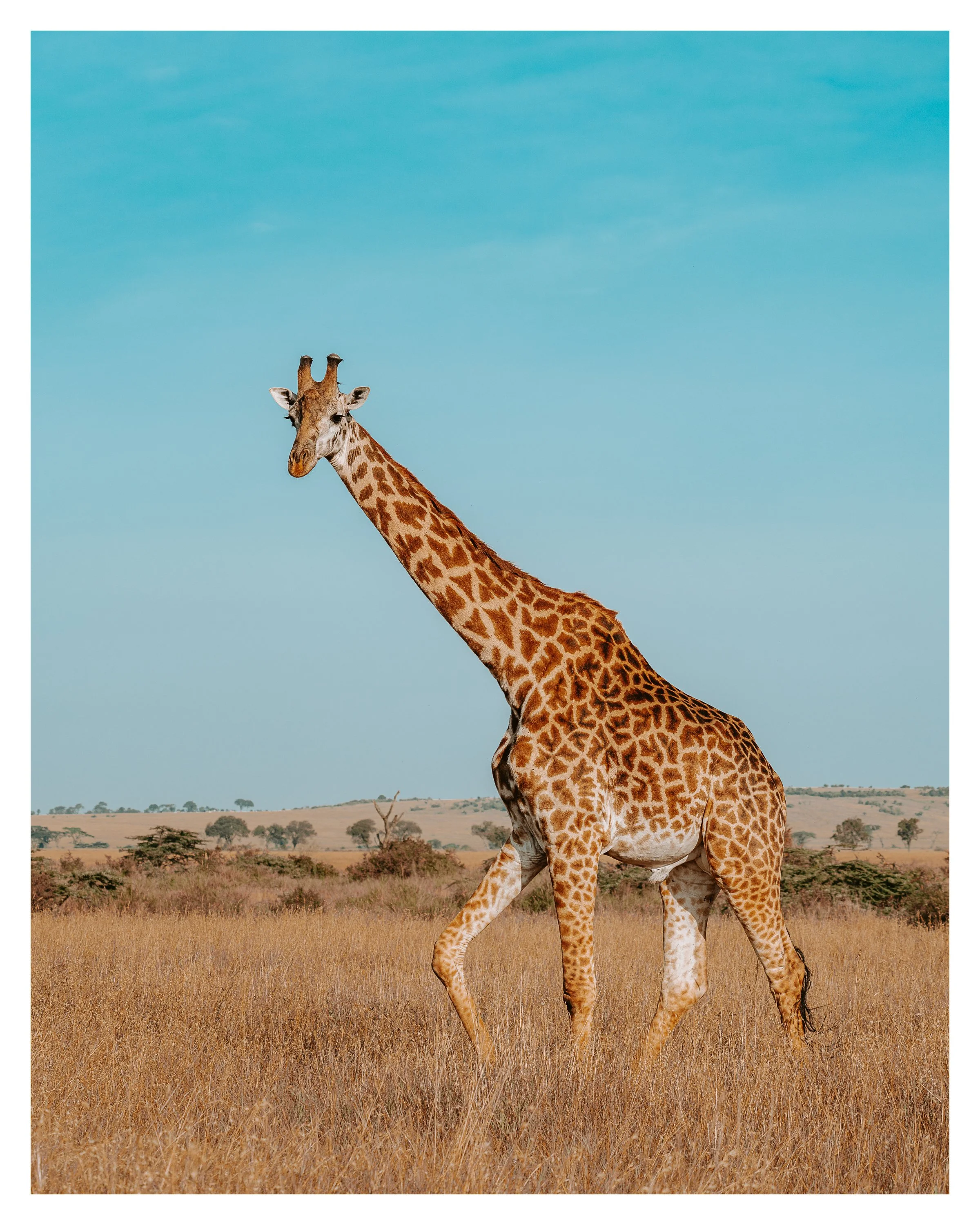 giraffe 3 w border.jpg