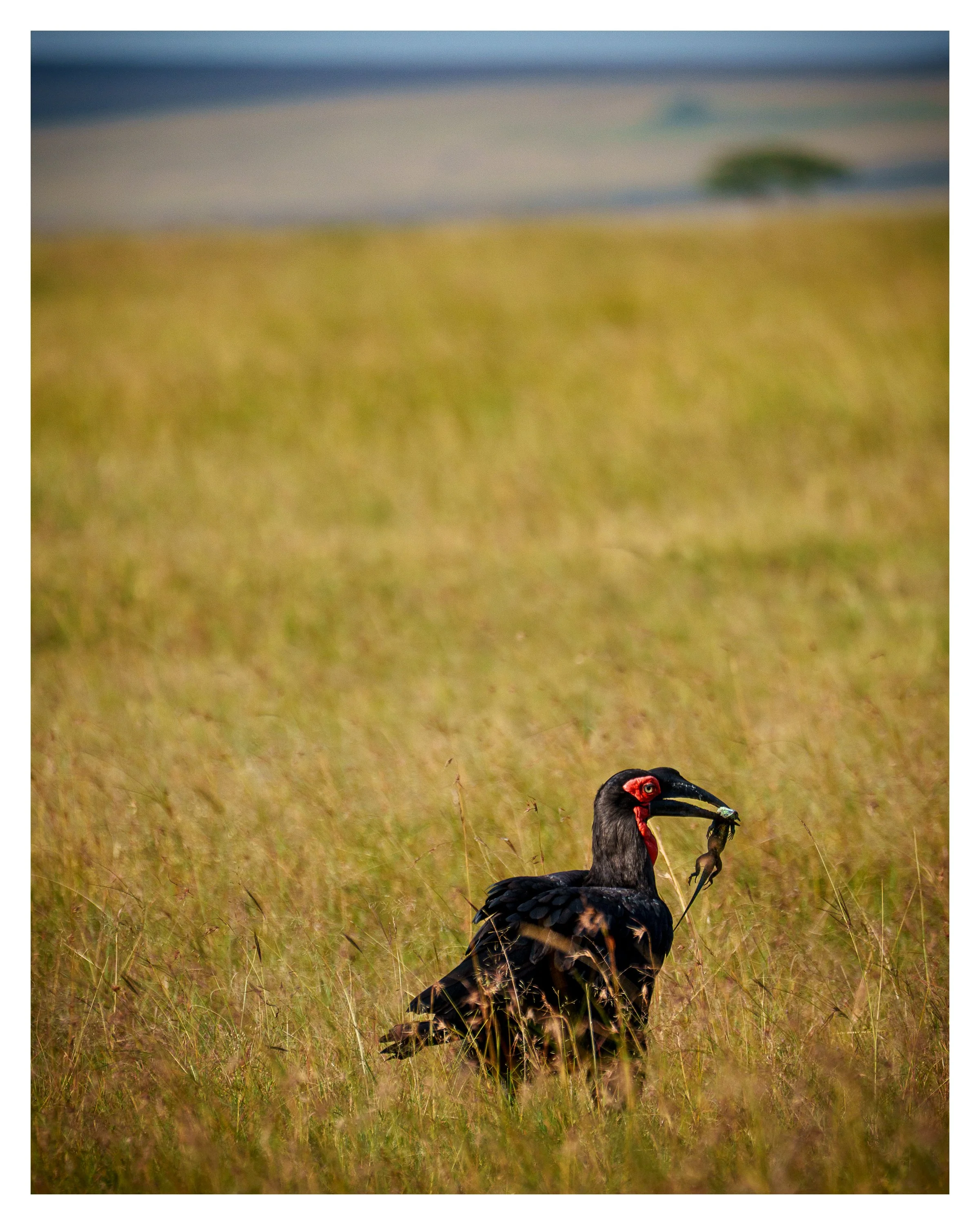 buzzard w lizard w border.jpg