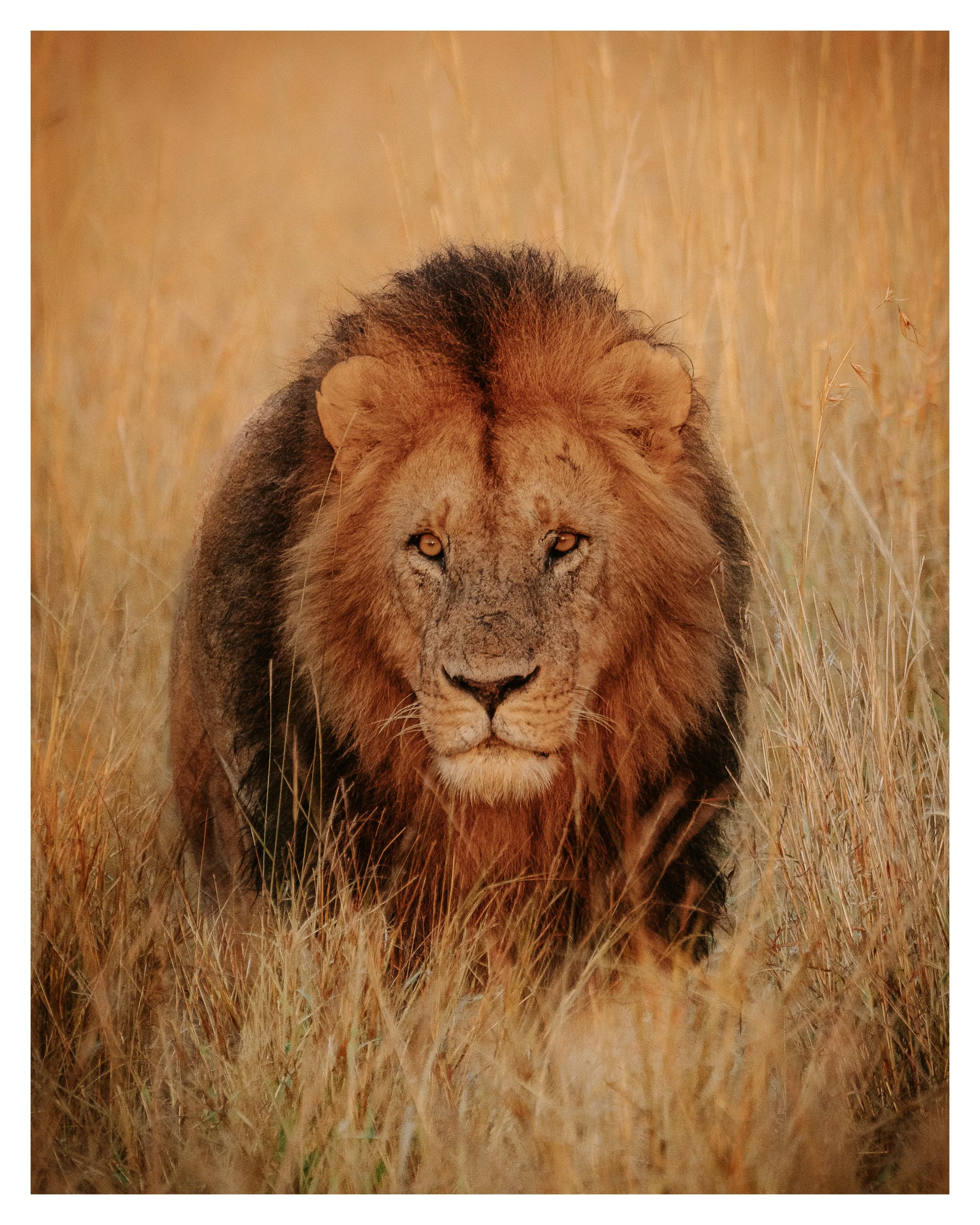 african lion 5 w border.jpg