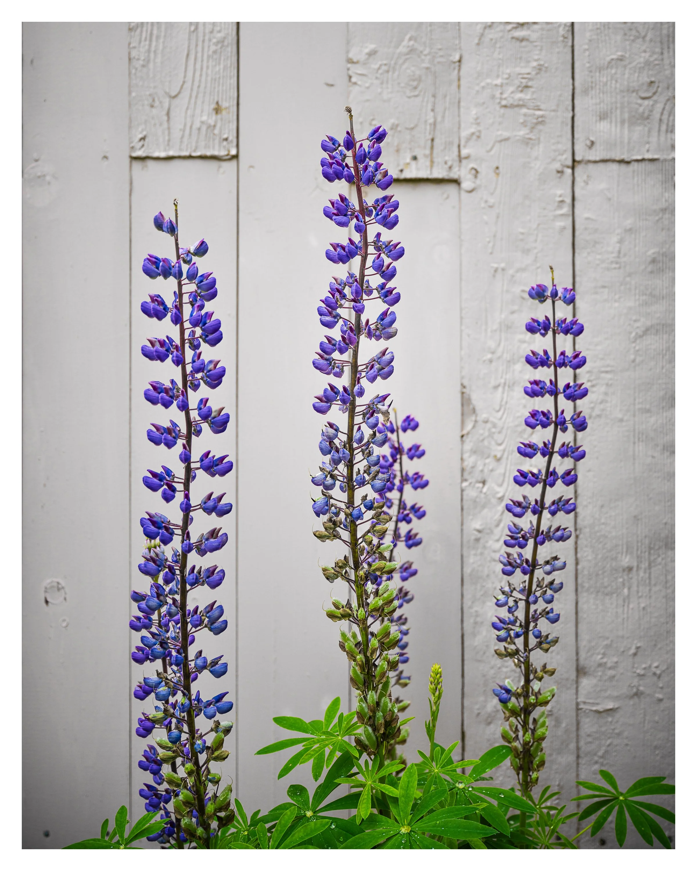 purple flowers w border.jpg