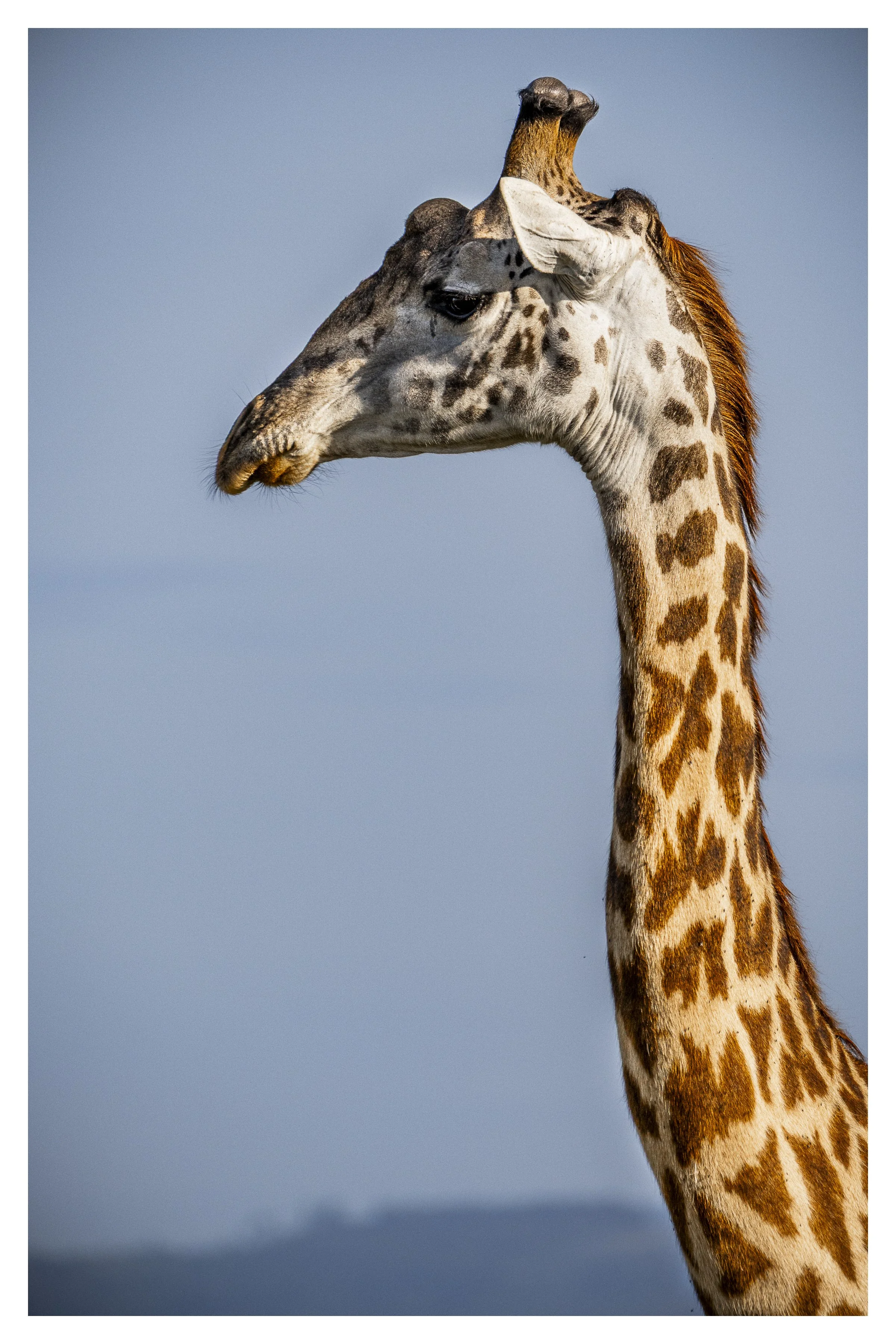 giraffe 2 w border.jpg