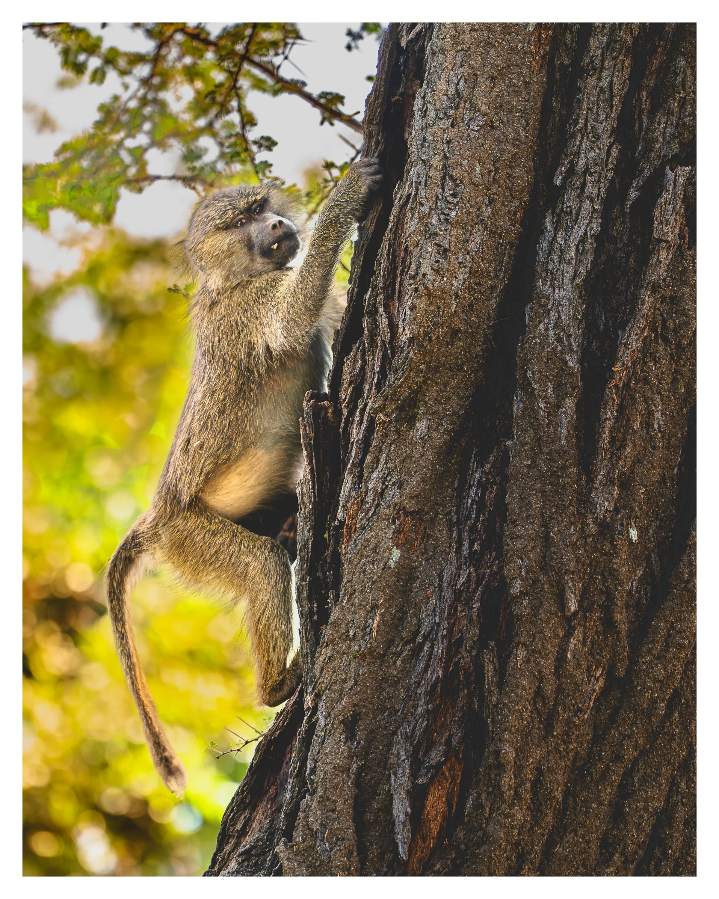 monkey on tree 1 w border.jpg