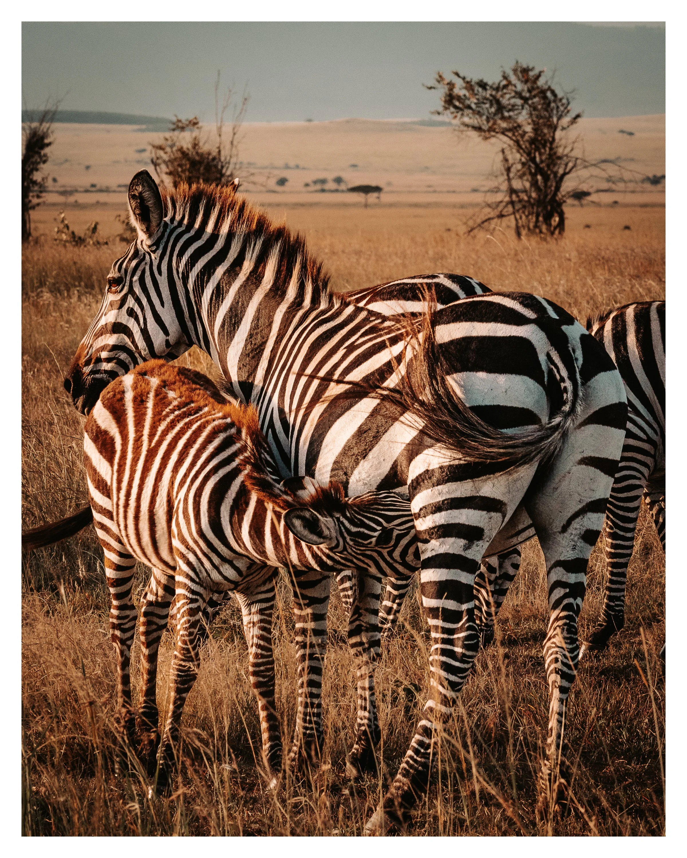 baby zebra milking 2 w border.jpg