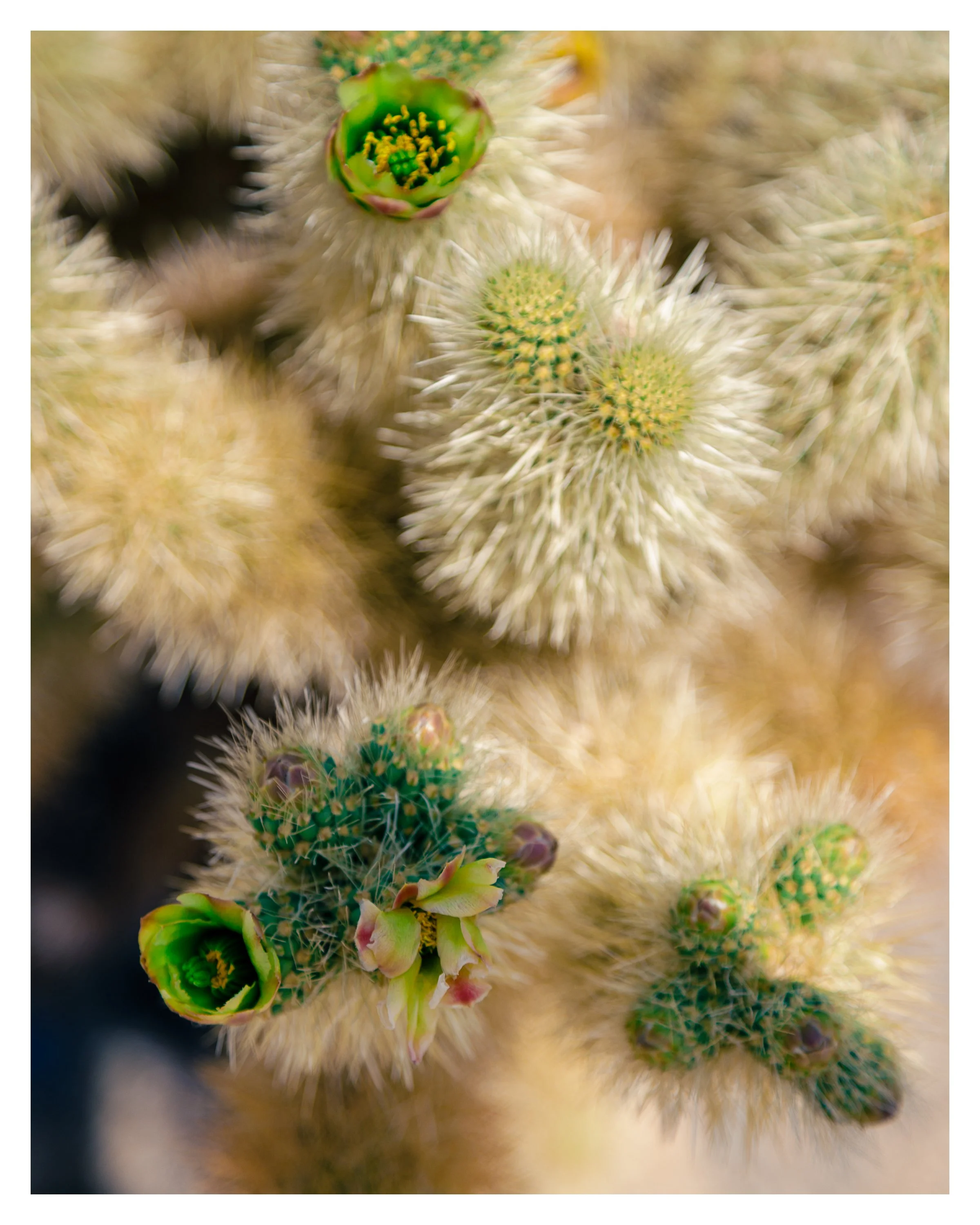 cactus flower 1 w border.jpg