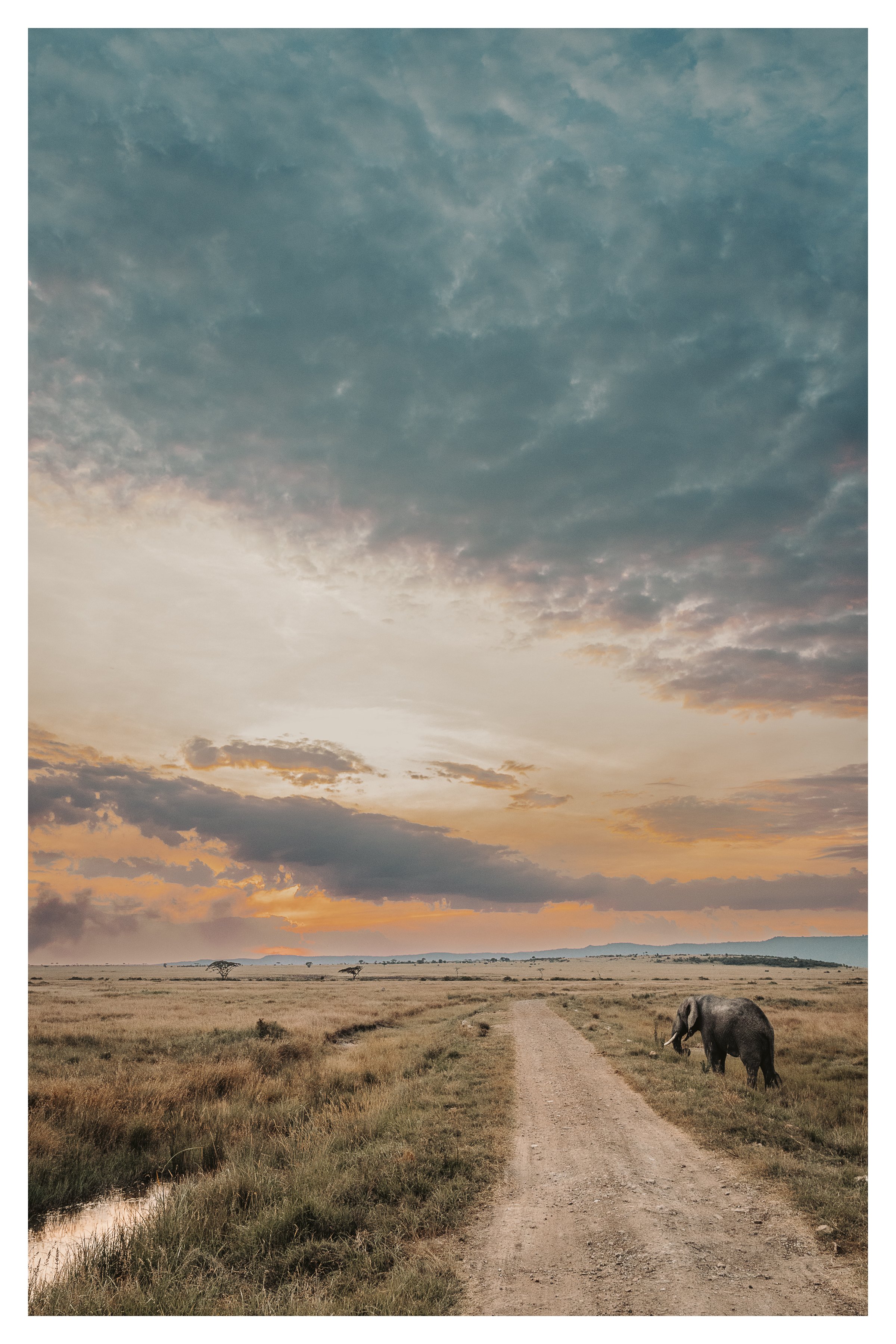elephant sunset 2 w border.jpg