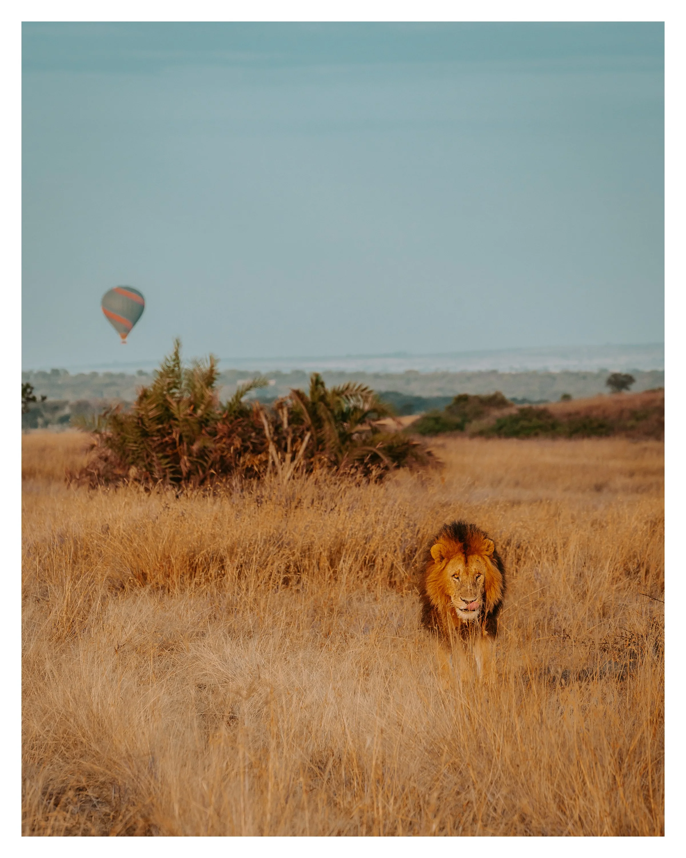lion w balloon 3 w border.jpg