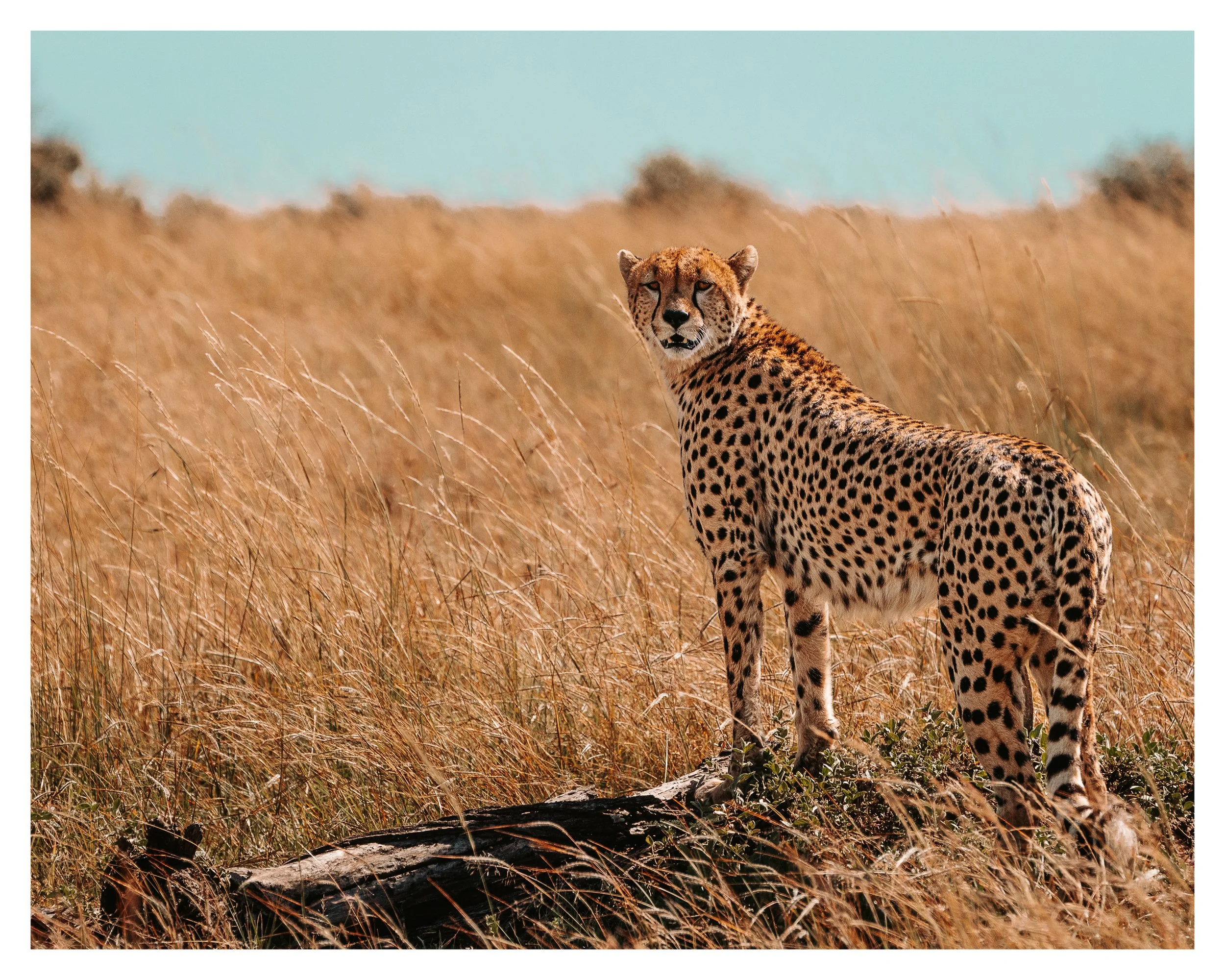 cheetah 1 w border.jpg