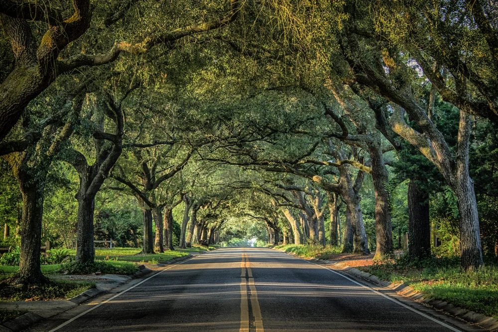 Tree Tunnel on 12th Avenue