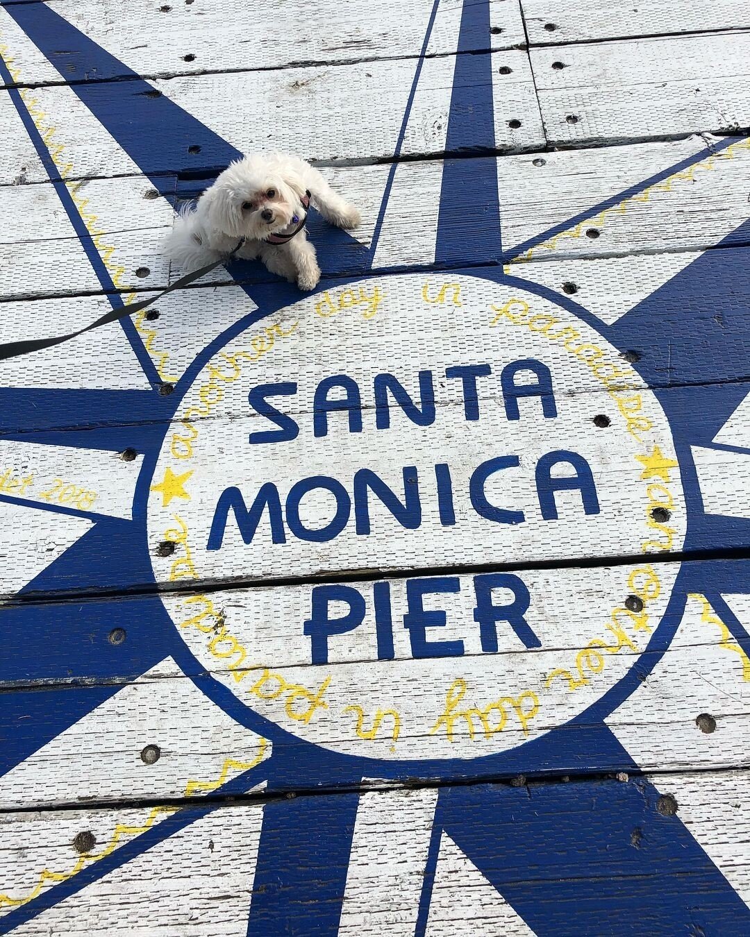 Happy #humpday, pier peeps! Tag your bestie in the comments 👯&zwj;♀️👯⁠
⁠
📸@luna_thetravelingmaltese