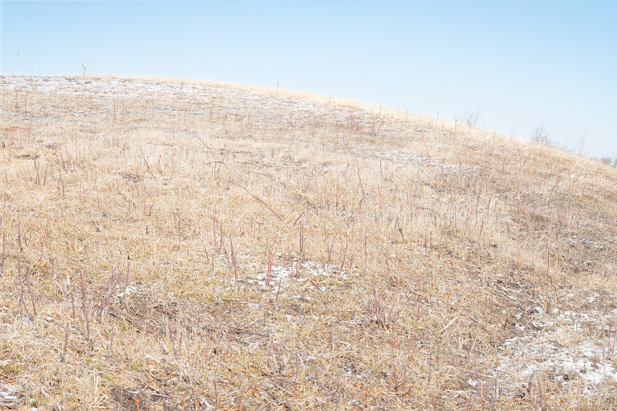   Virgin Prairie: Beach Cemetery Prairie, Davis Junction, IL. 2.5 Acres.  