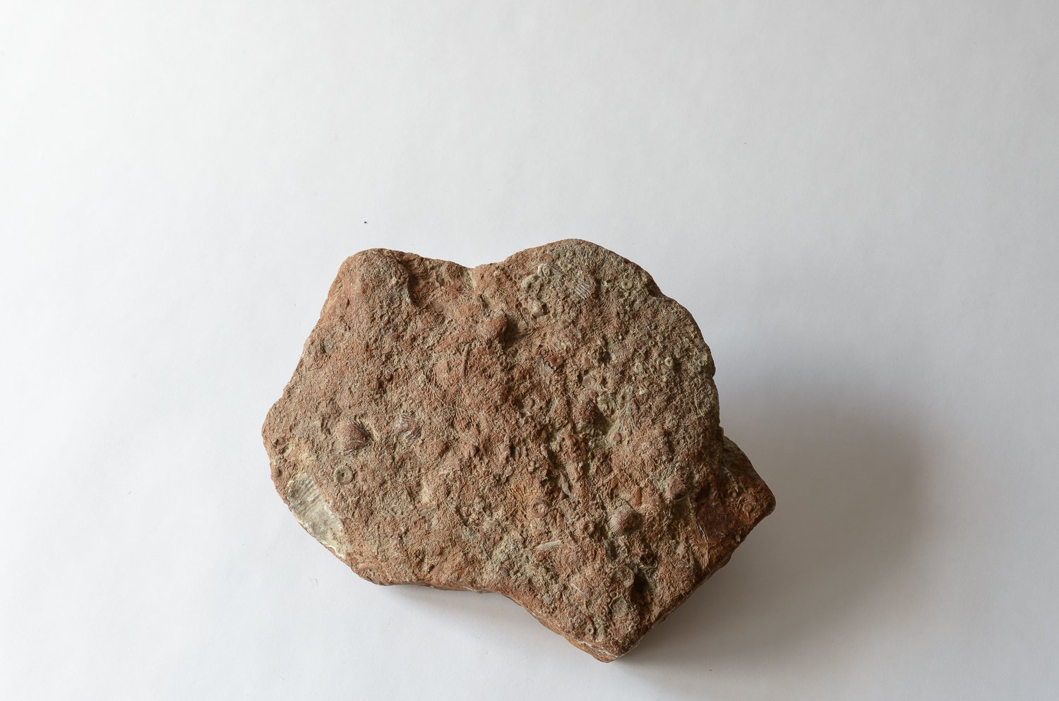   Fossiliferous limestone  