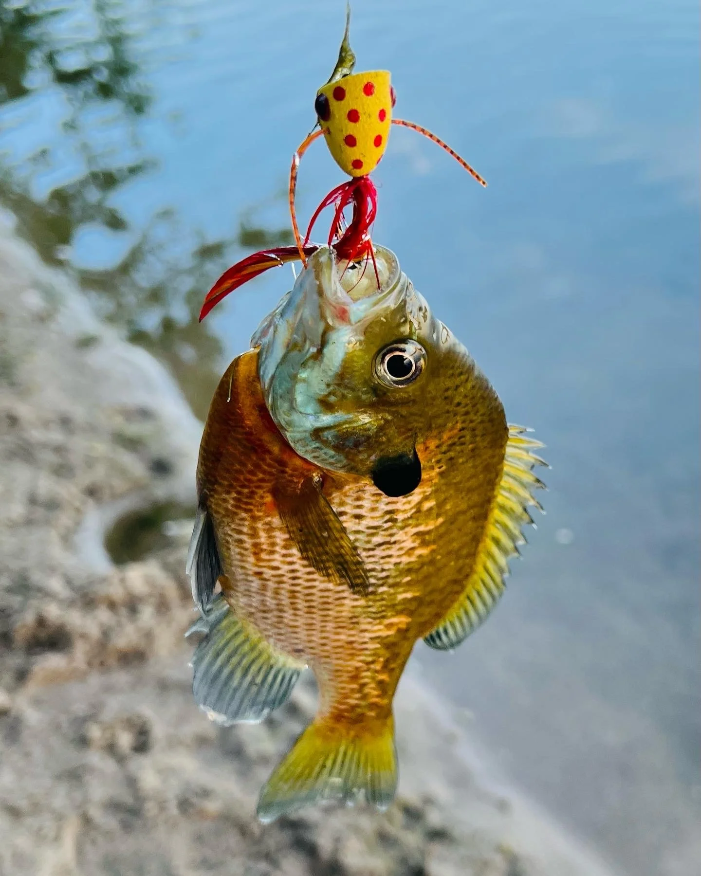 Fly Fishing in Minneapolis! Say What?