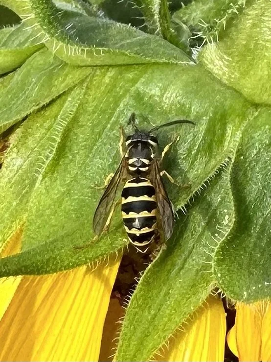 YellowJacketWasp.JPG