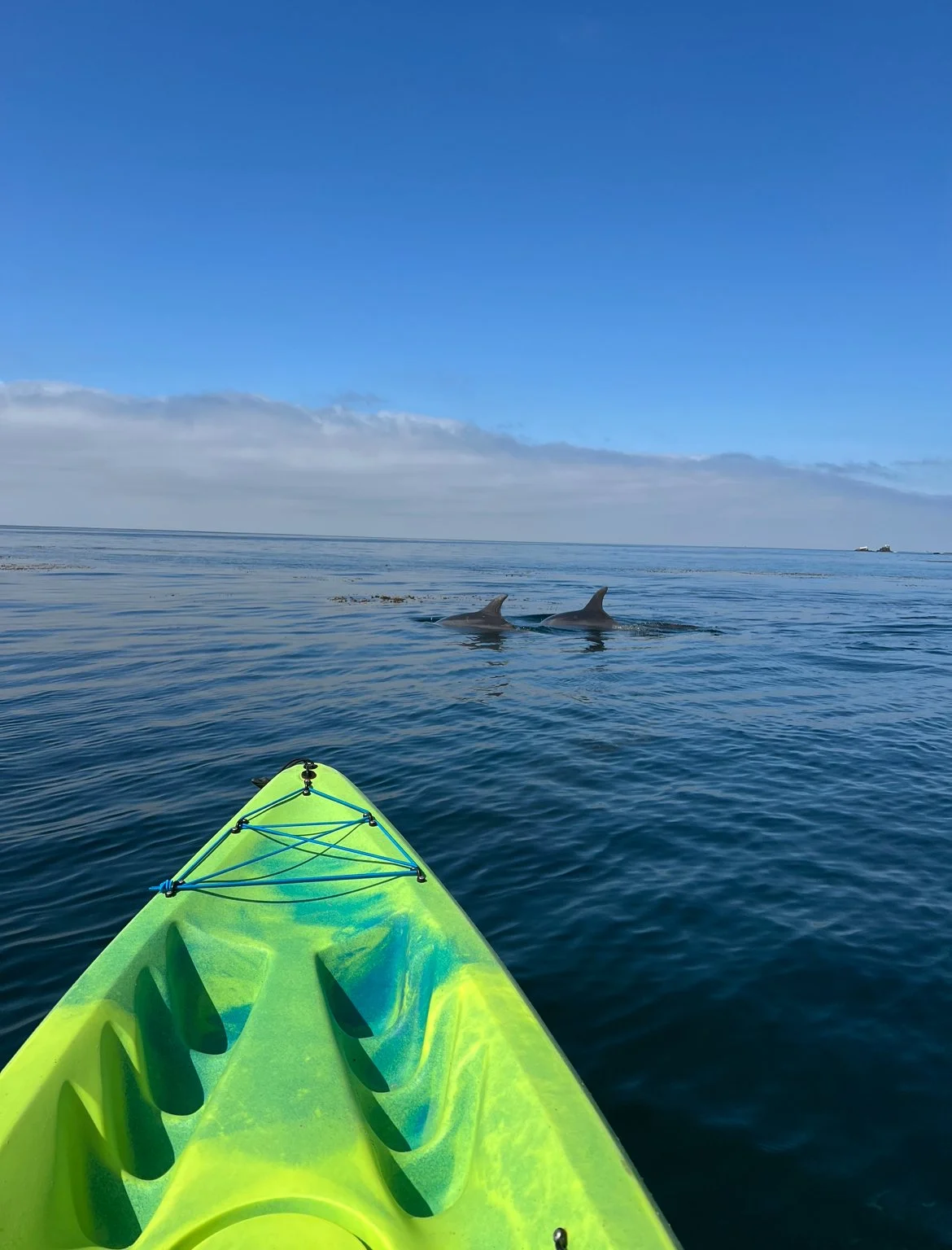 Dolphin family visits kayakers with Laguna Ethos.PNG