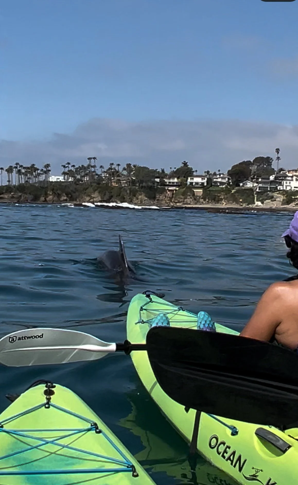 Dolphin playing with kayakers at Laguna Ethos.PNG