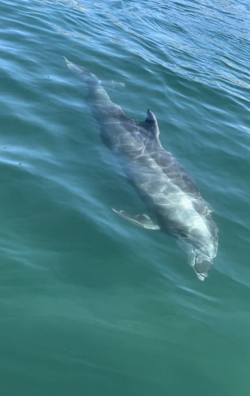 Dolphin says hi to Laguna Ethos kayakers.PNG