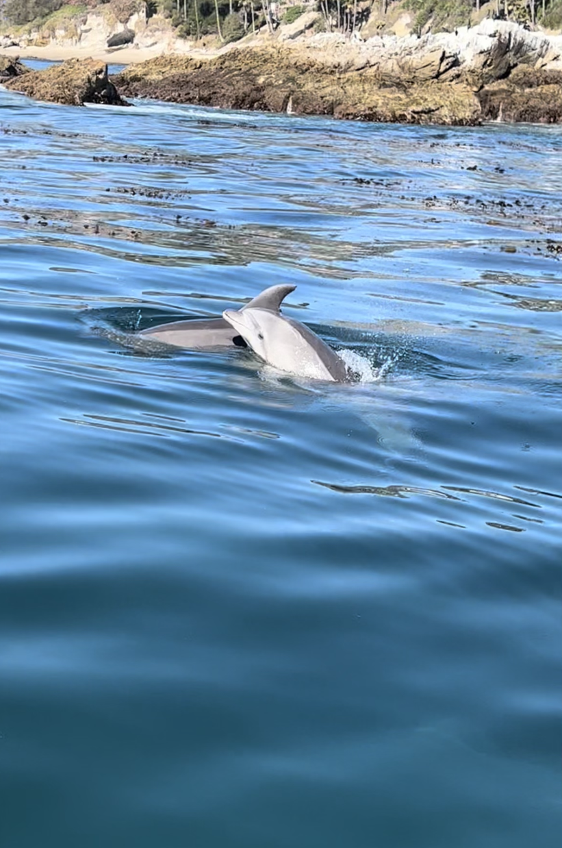 Dolphins visit Laguna Ethos.PNG