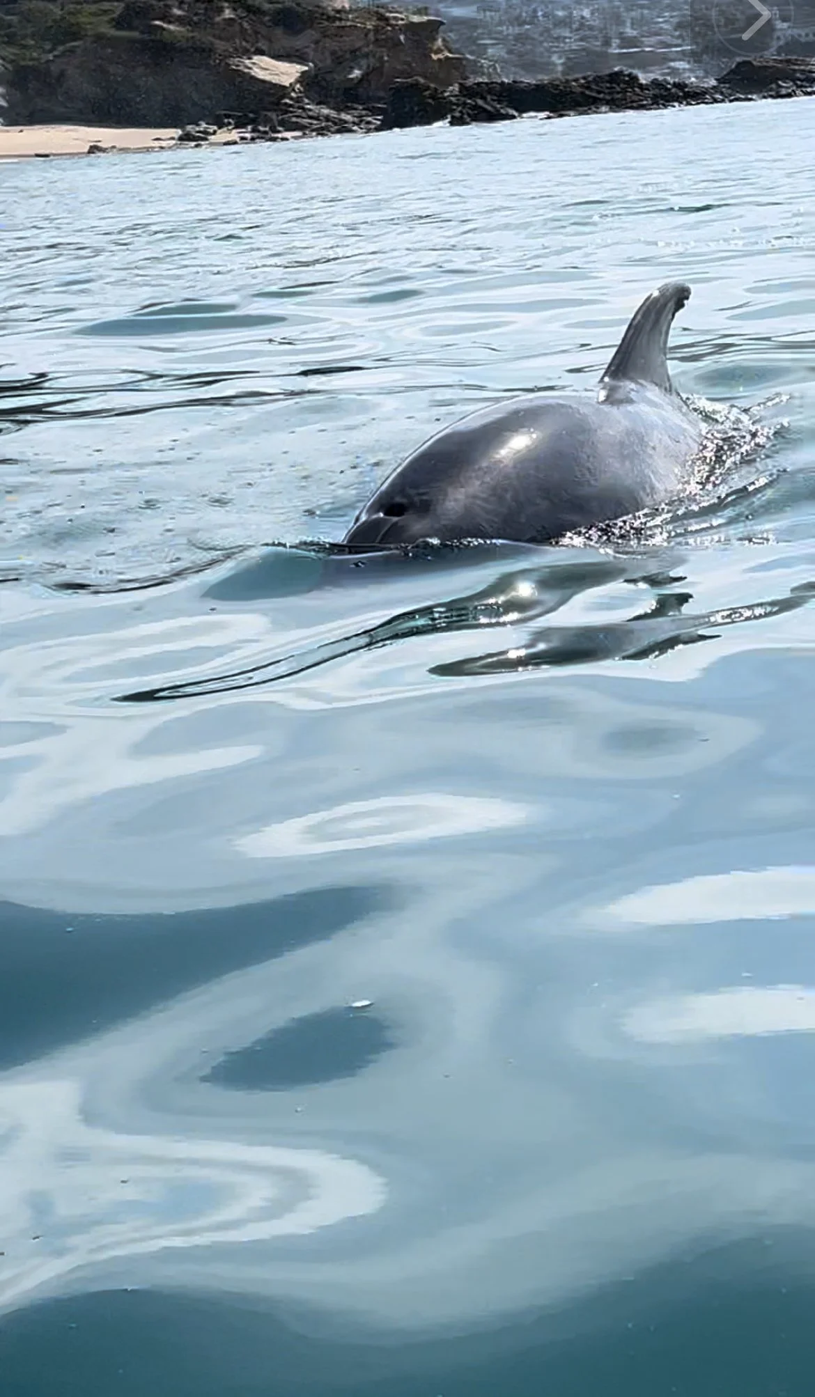 Laguna Ethos kaying dolphin spotting.PNG