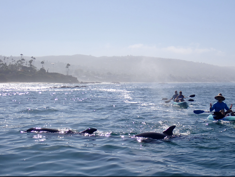 Laguna Ethos Kaying with dolphins.PNG
