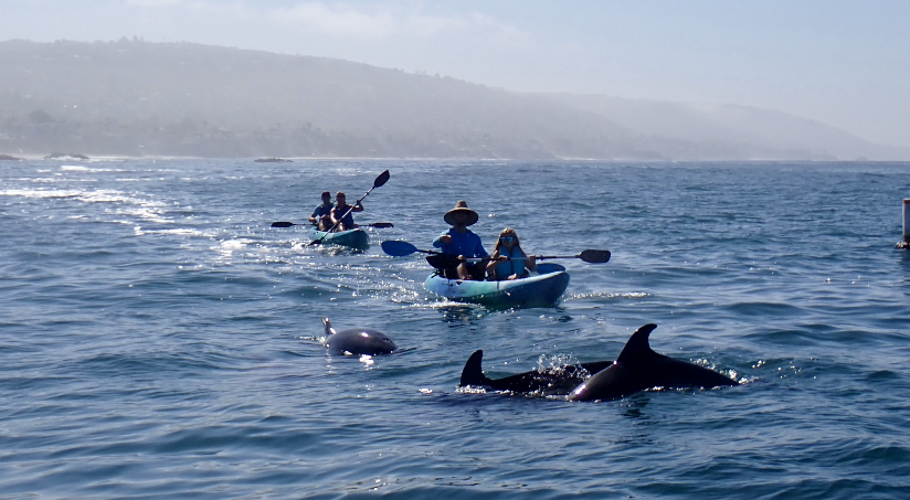 Laguna Ethos swimming with dolphins.PNG