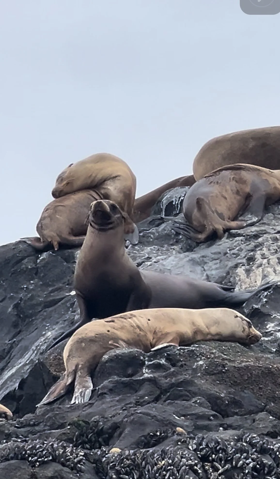 Sealion spotting while kaying with Laguna Ethos.PNG