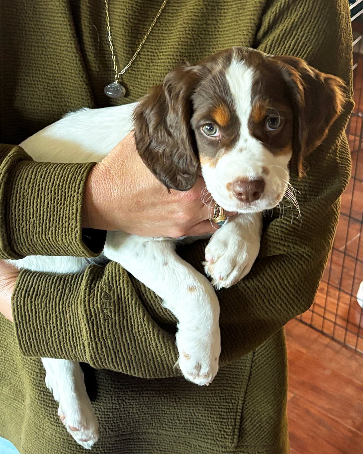 To be honest, I didn't know if I could bring myself to share this news, but my prayer is that you hear our hope in the mix 🖤

Recently, our family adopted one of the most beautiful puppies...our sweet Luca. We had some precious weeks with him before