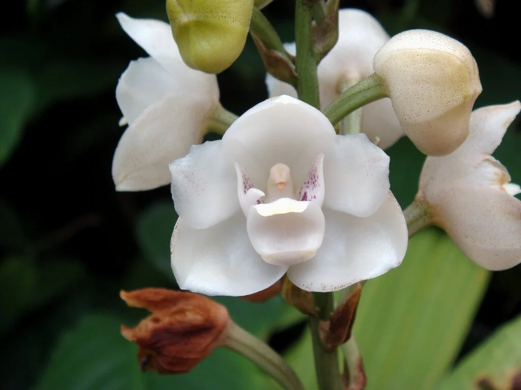 National Flower of Panamá: The Holy Ghost Orchid - See the Dove!