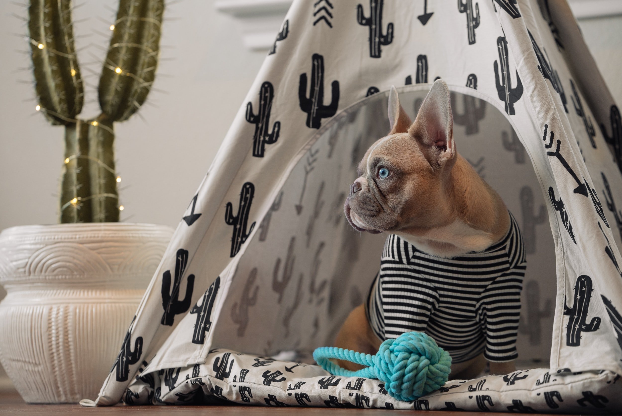 In the Dog House