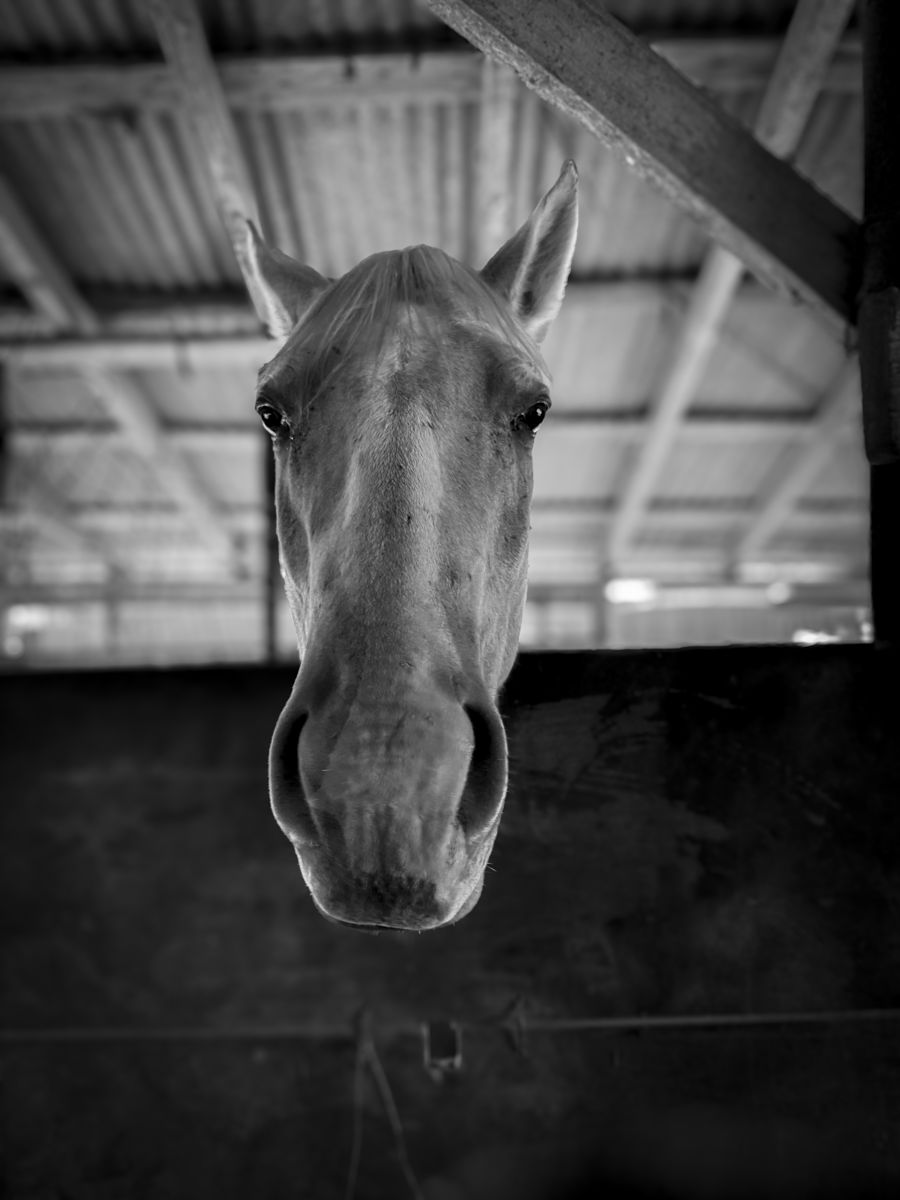 Home of the Equine Lover