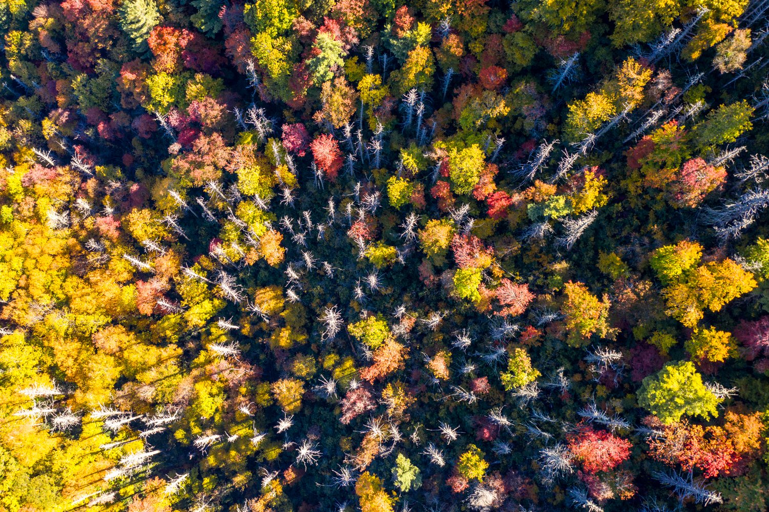 treetops-1.jpg