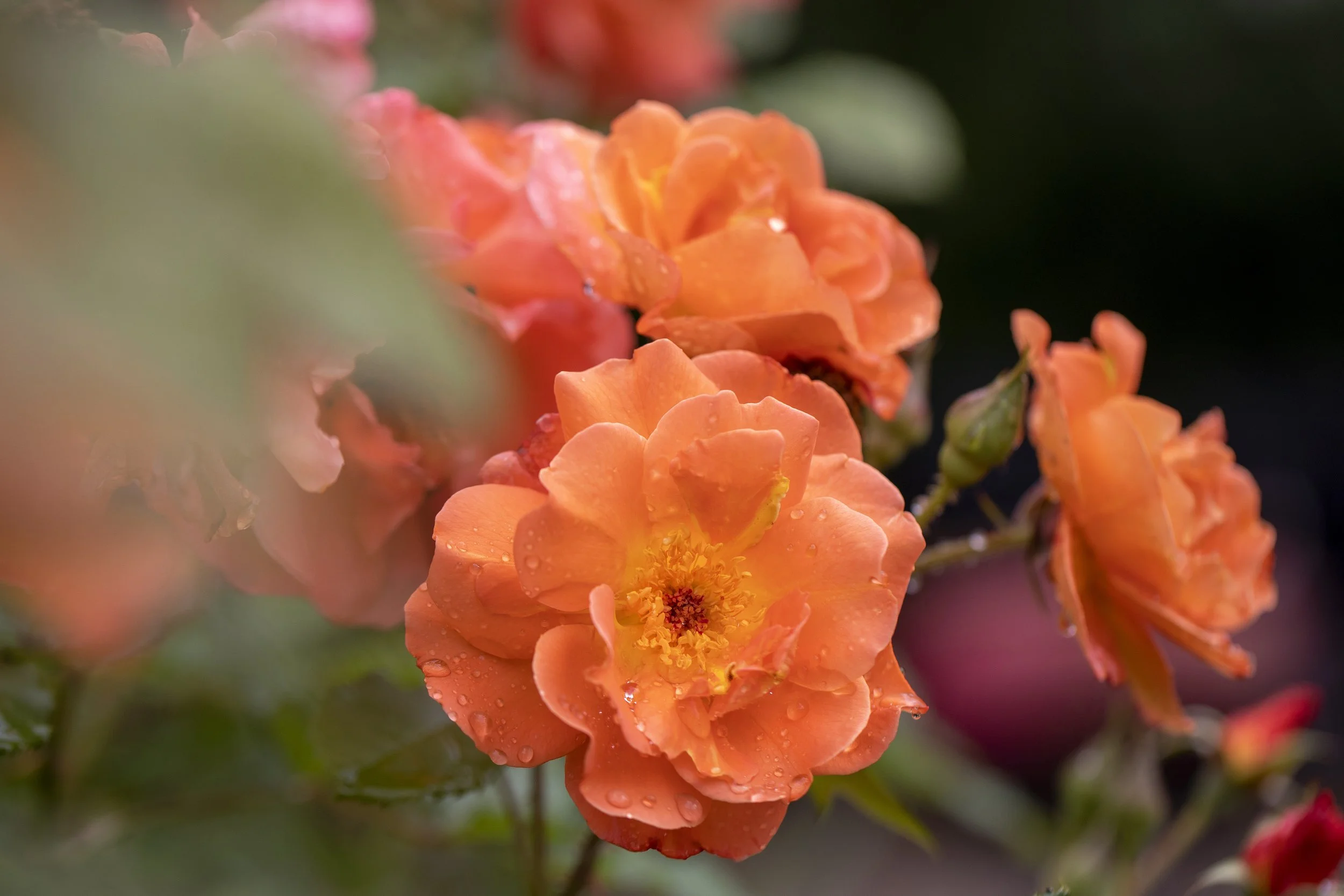 garden roses