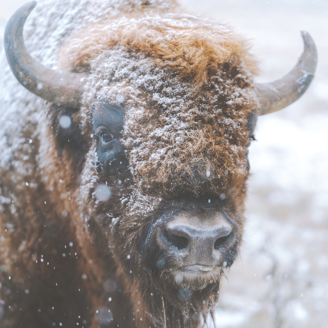 BLOG: A Herd of Buffalo - Issue 349