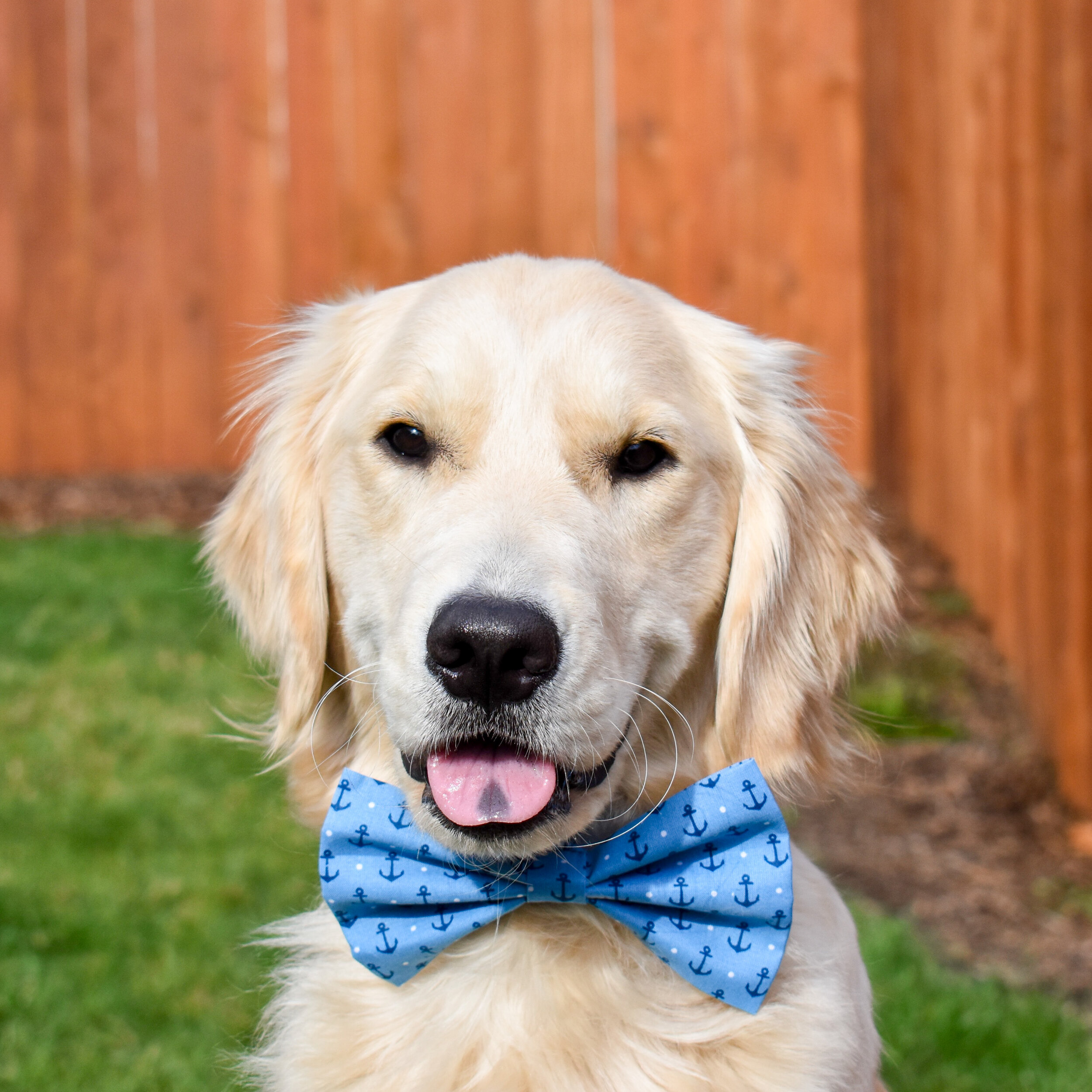 custom dog bow ties