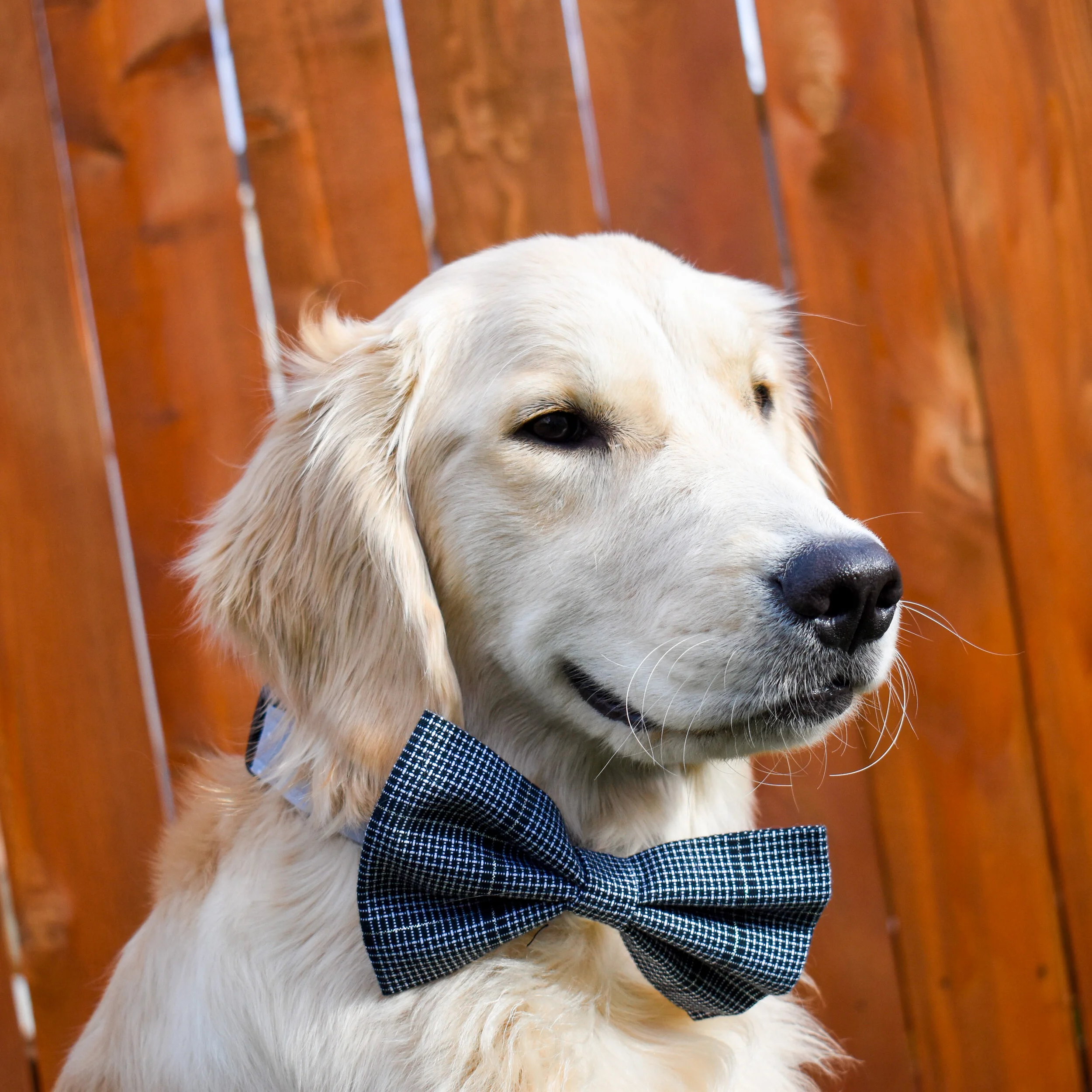 custom dog bow ties