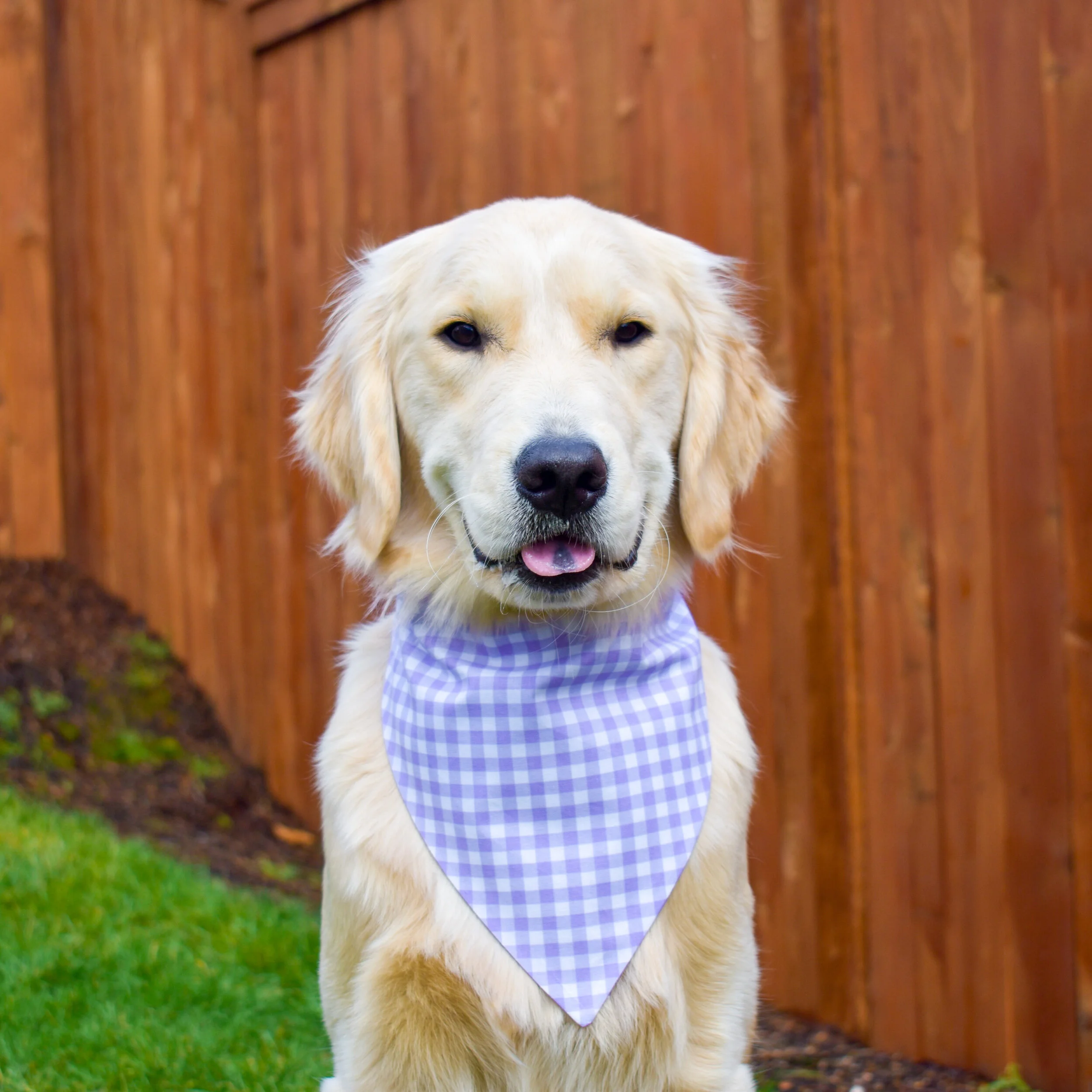 gingham dog bandana