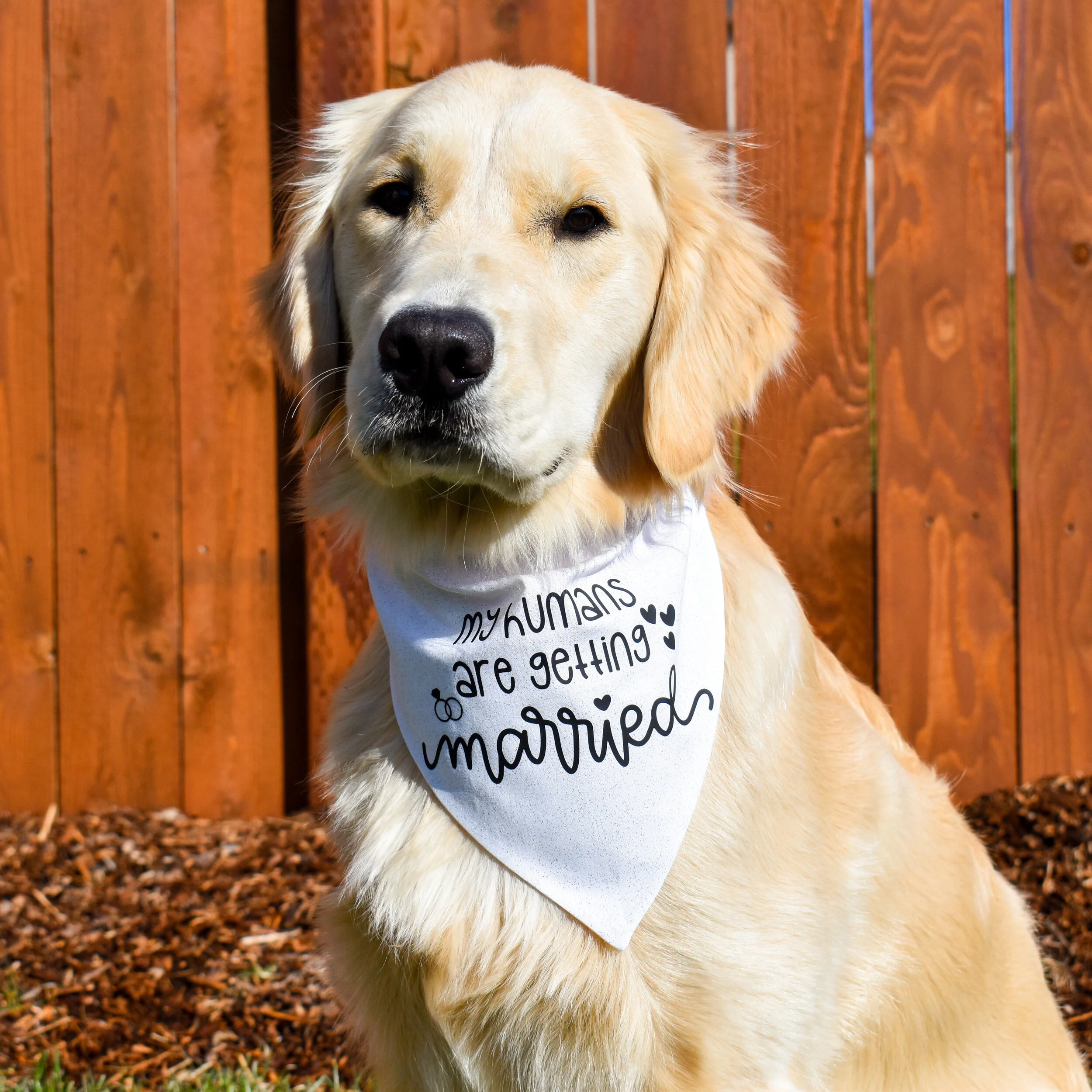 will you marry me dog bandana