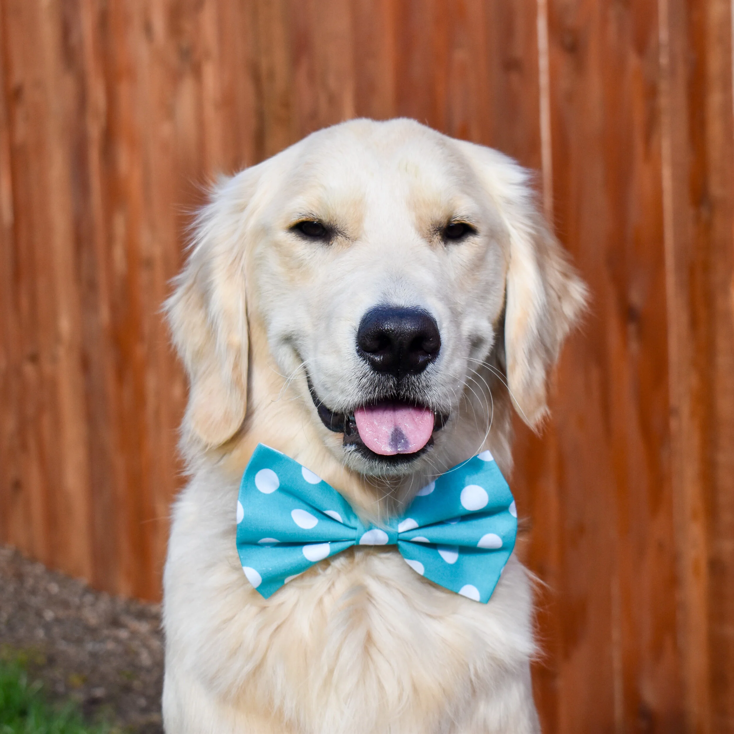 white dog bow tie
