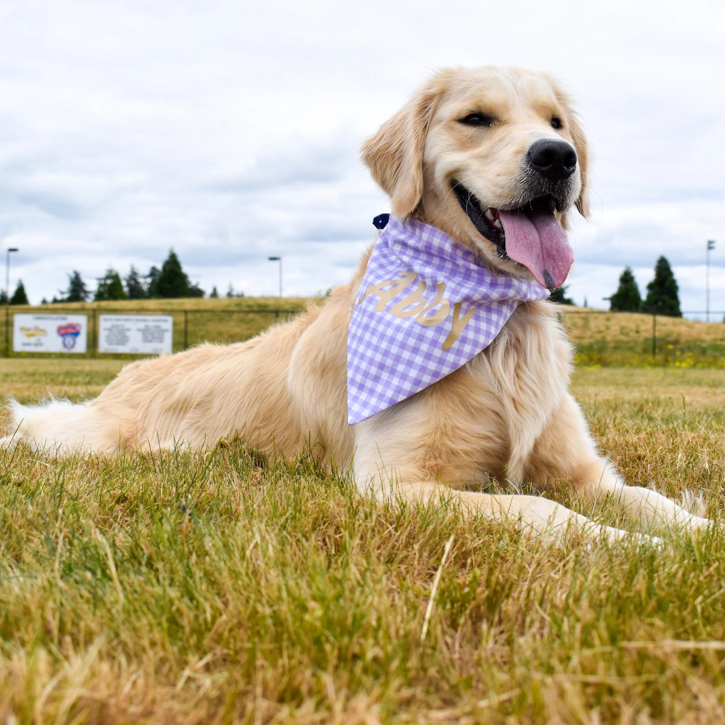 gingham dog bandana